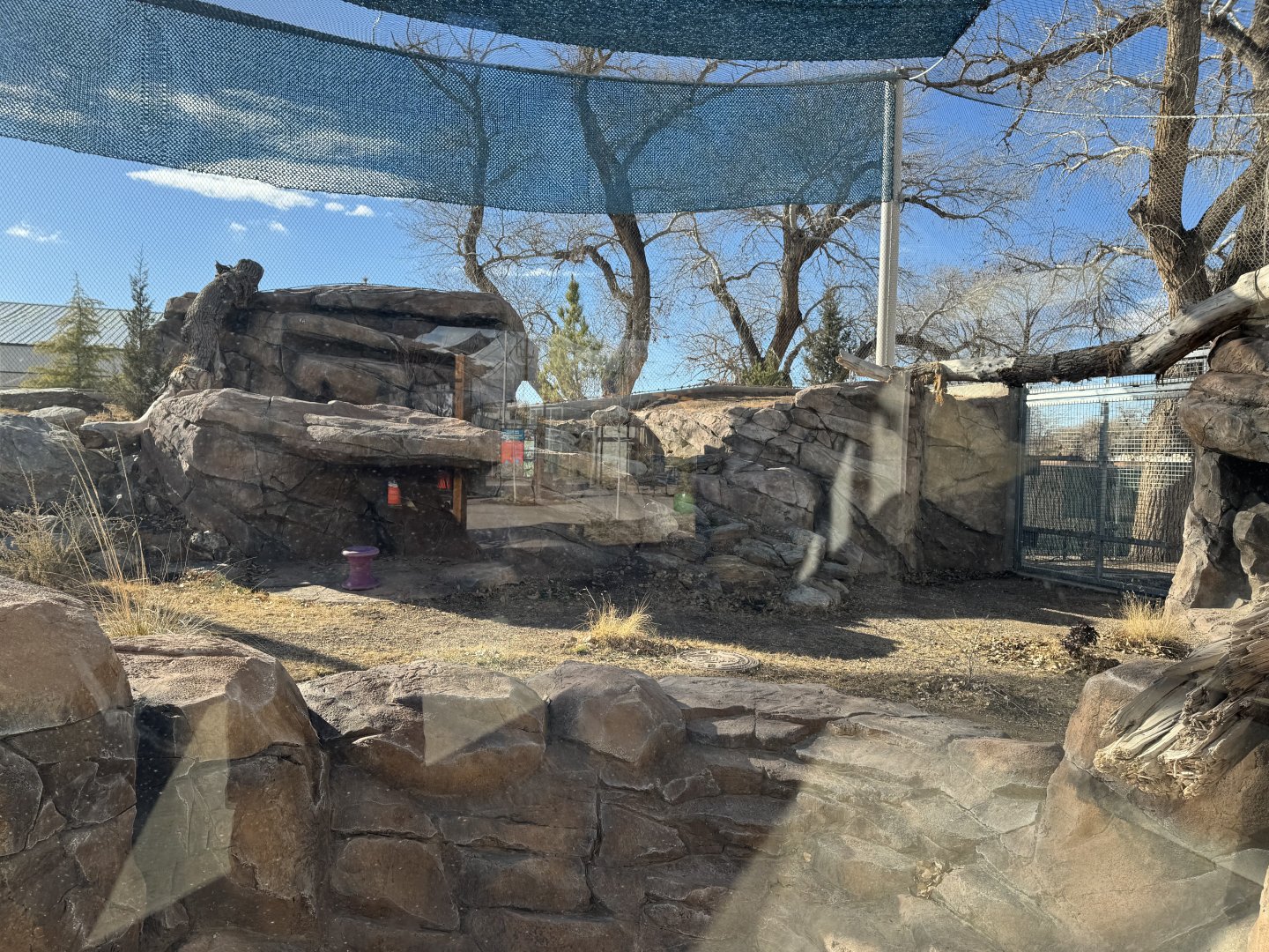 Snow leopard exhibit forward view
