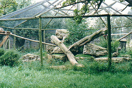 Snow Leopard exhibit @ Howletts zoo UK