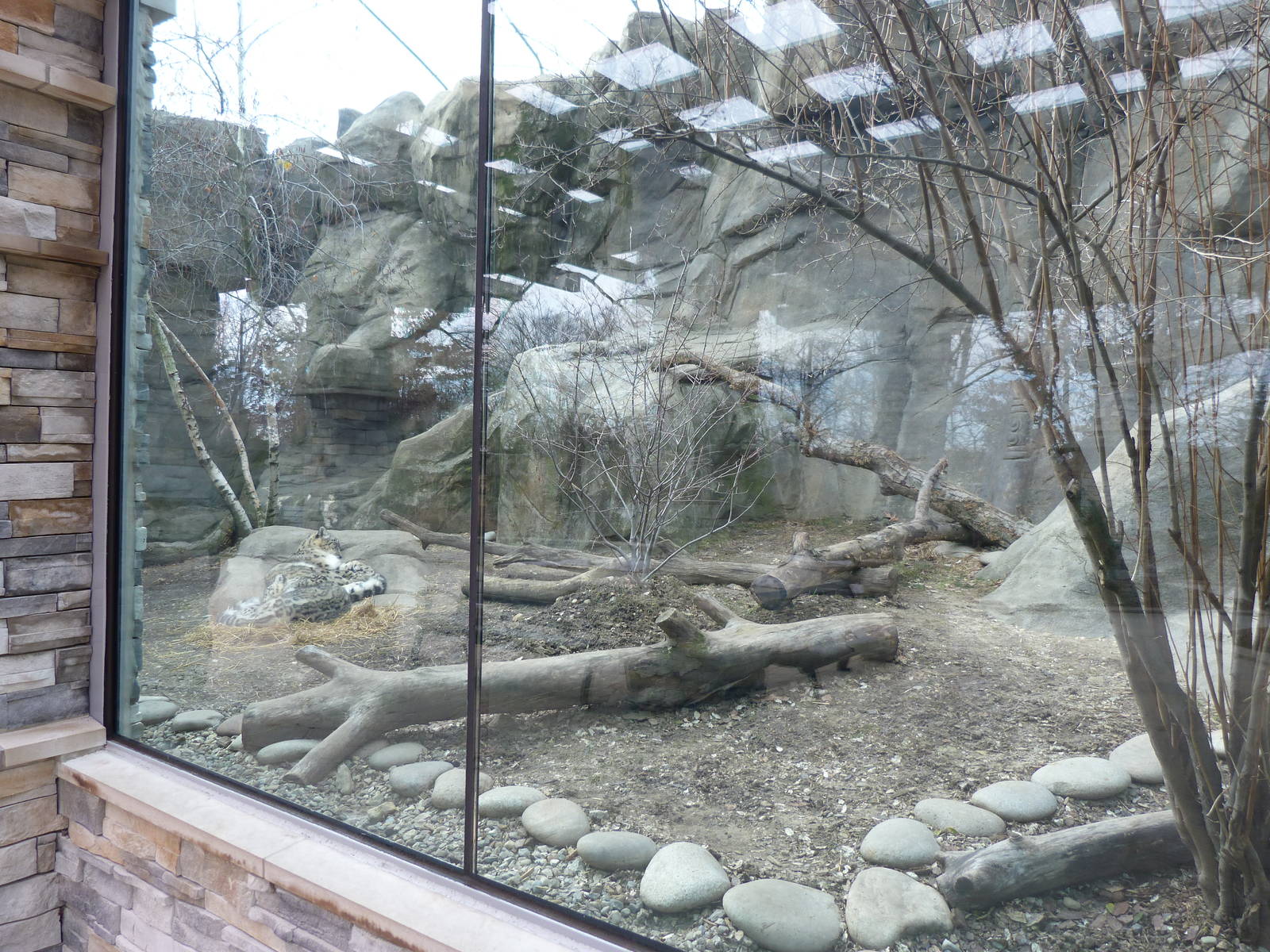 Snow Leopard Exhibit - Jan. 2014
