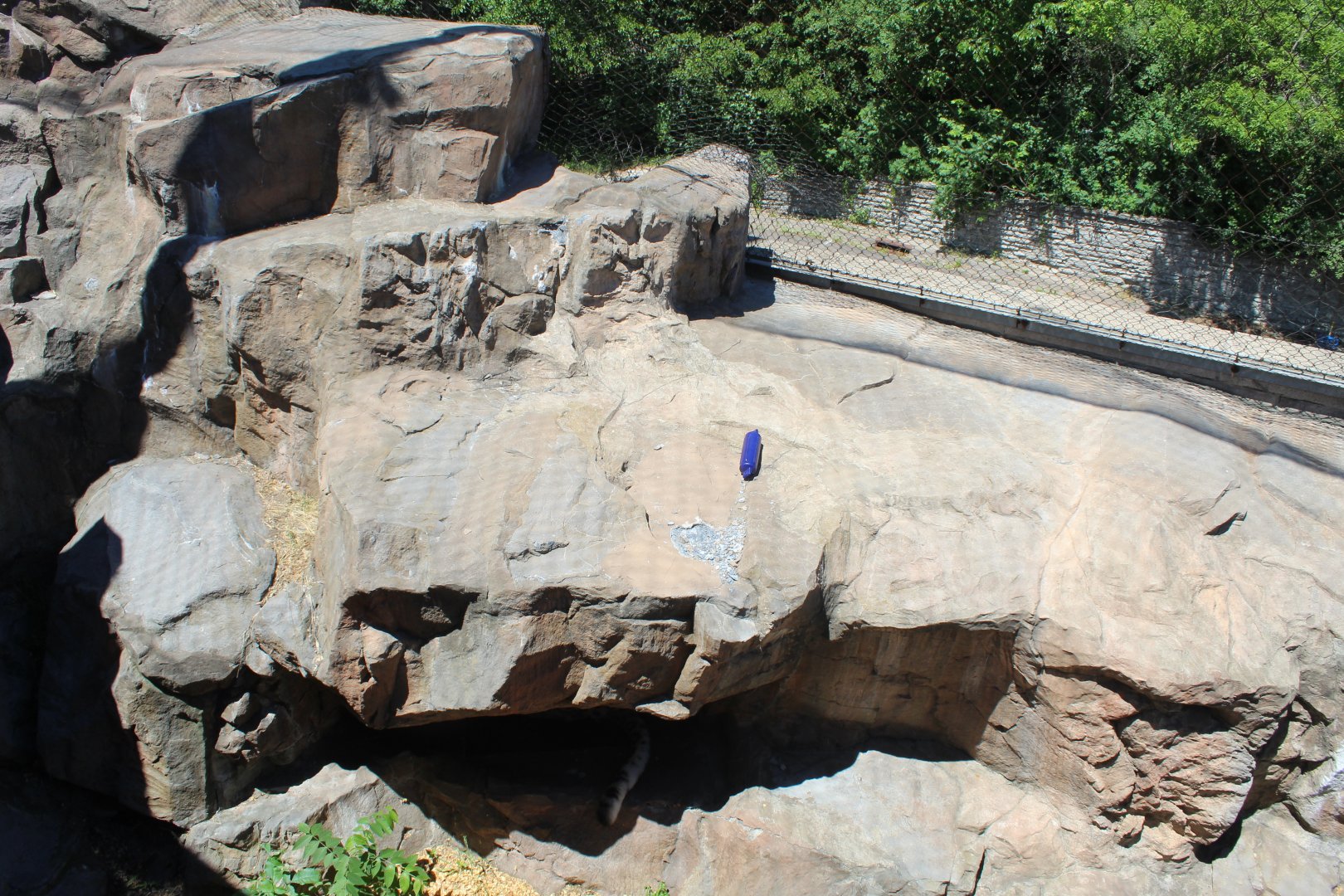 Snow Leopard Exhibit - Large Cat Building