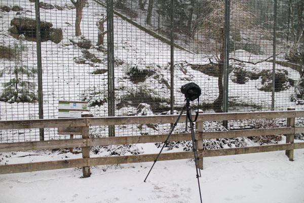 snow leopard exhibit (left of two)