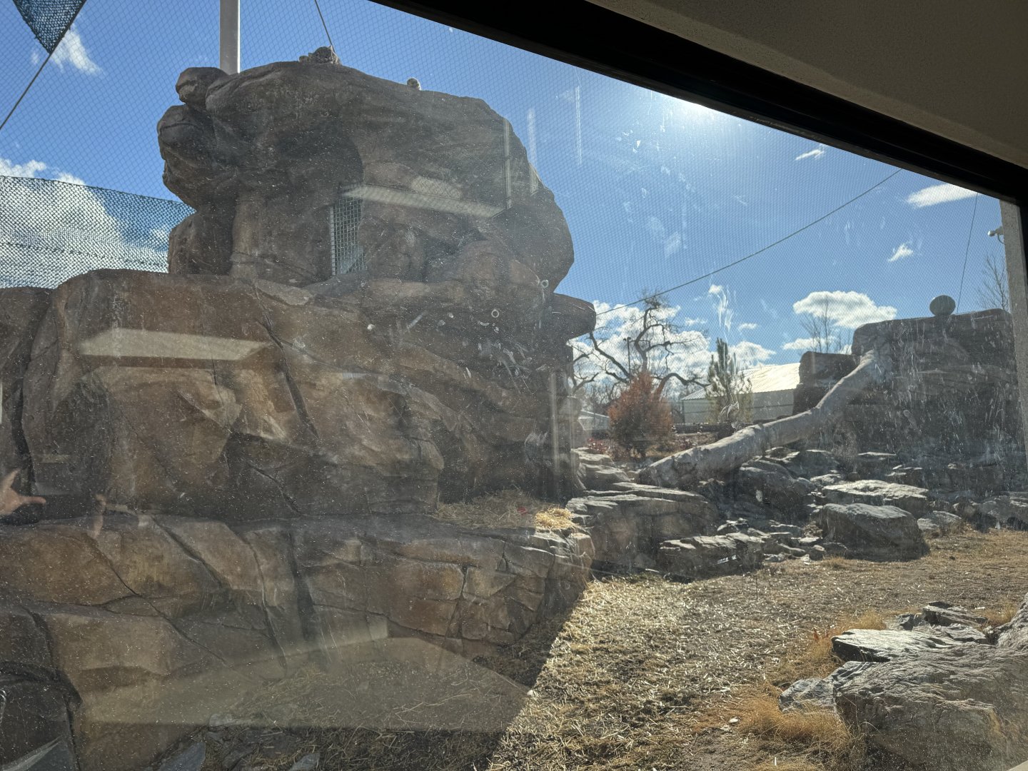 Snow leopard exhibit left side view