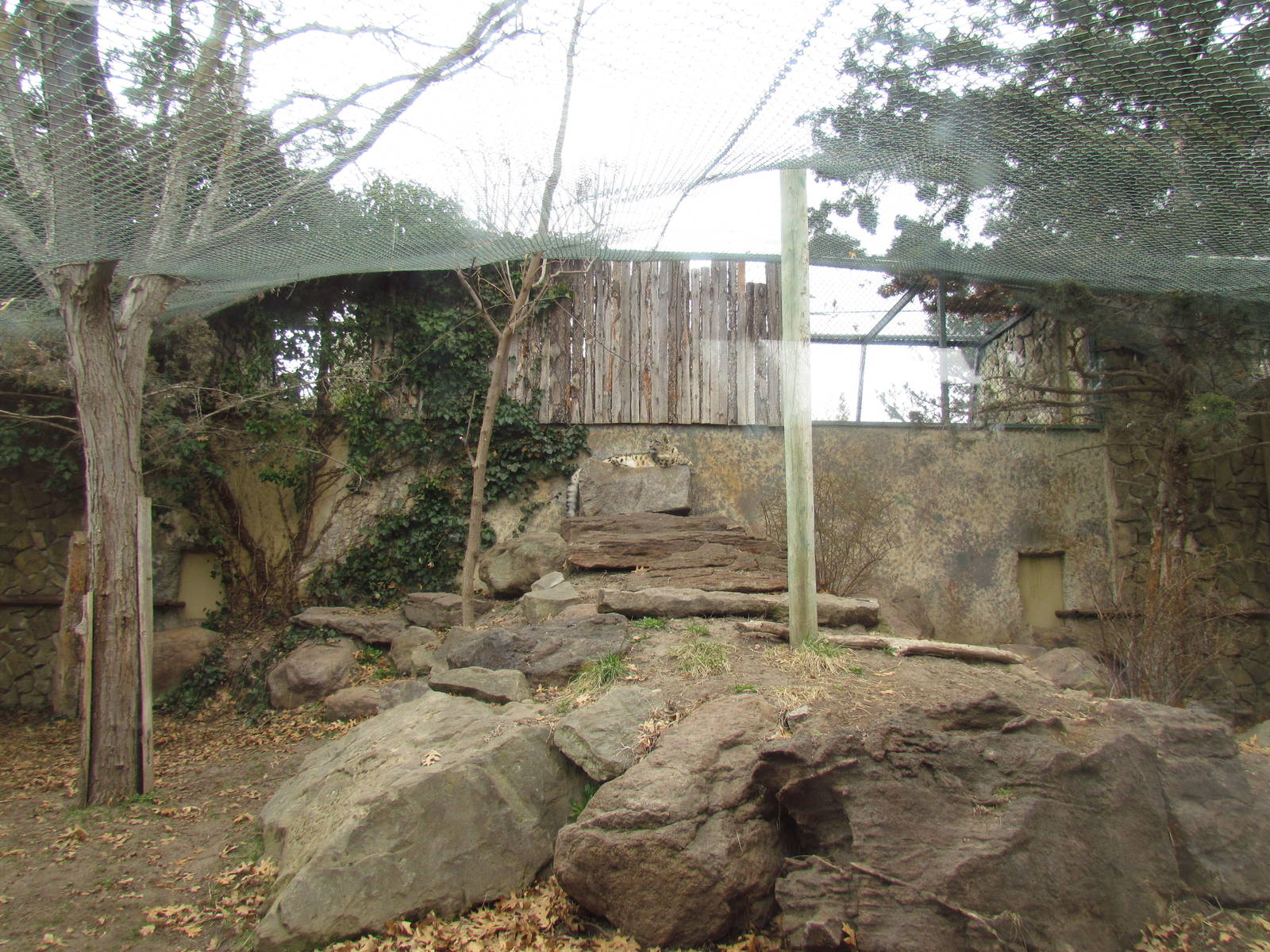 Snow Leopard Exhibit - Lower Level