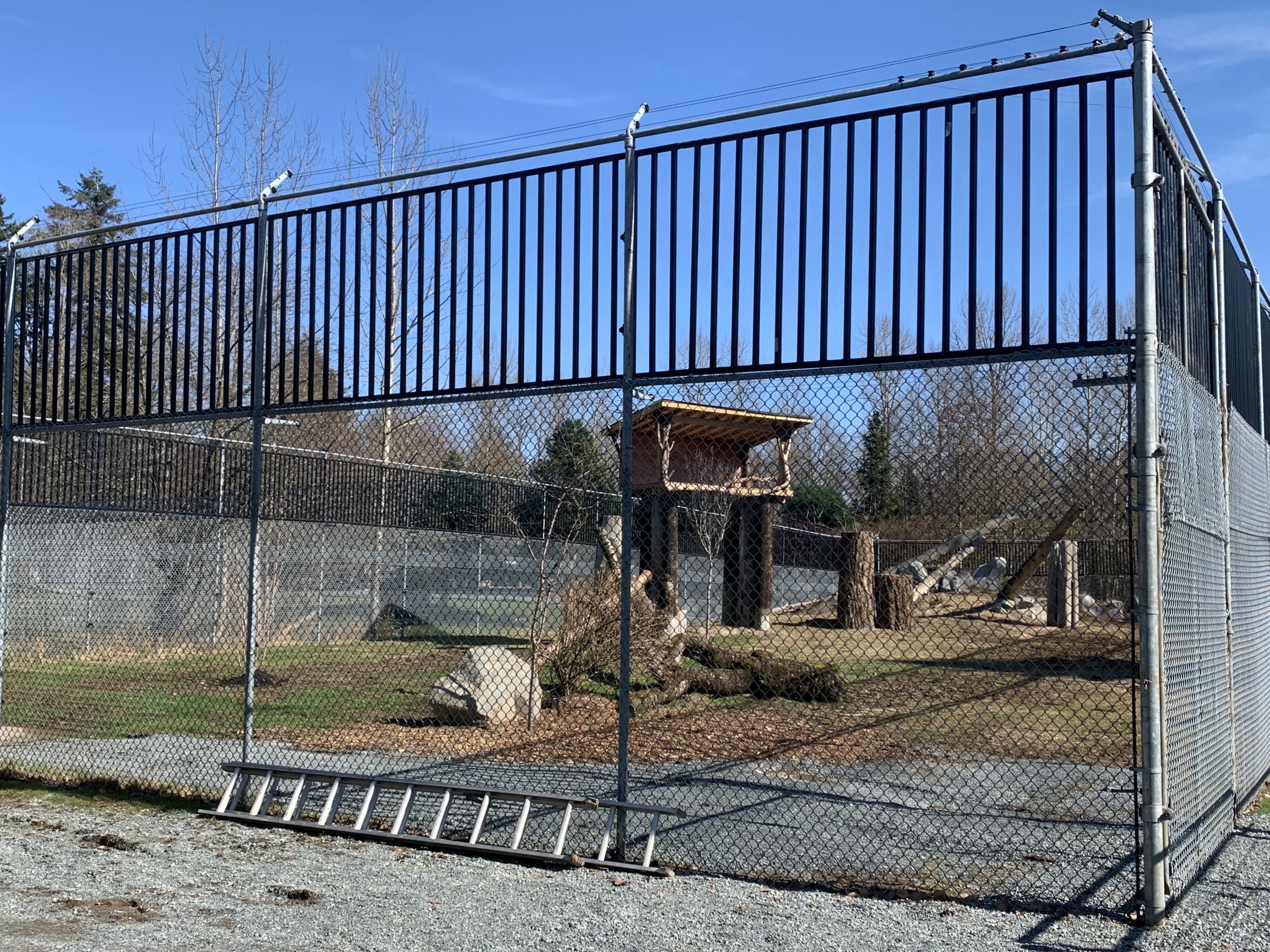 Snow Leopard Exhibit (new fencing and structures)