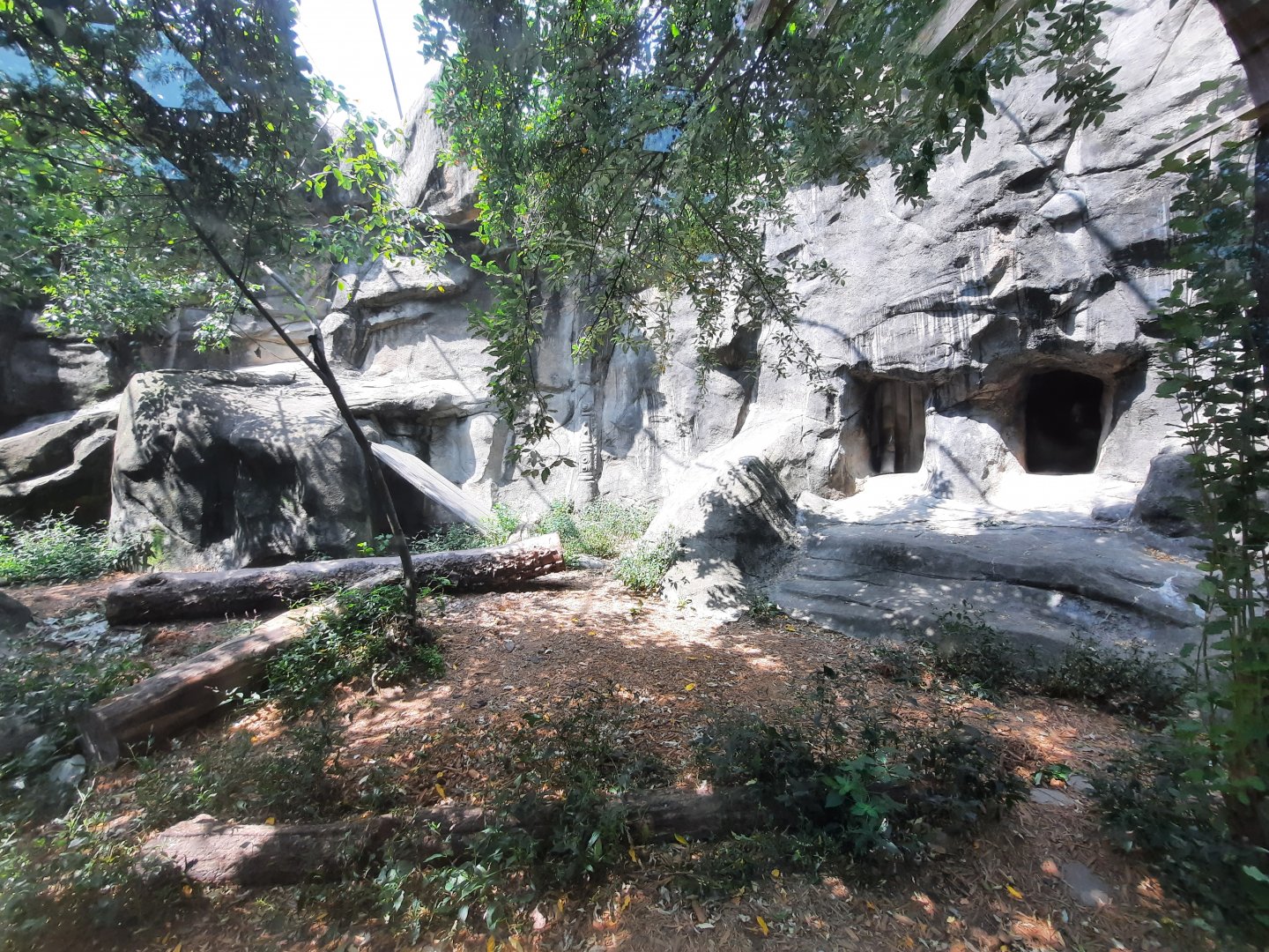 Snow Leopard Exhibit [No-Show]