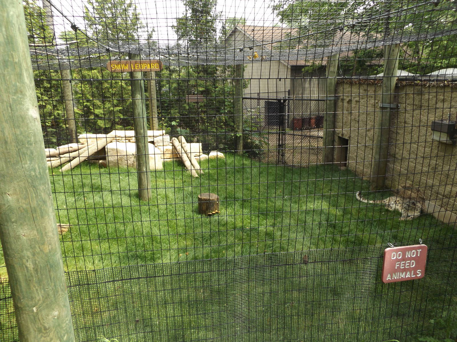 Snow Leopard Exhibit (Renovated in spring 2014)