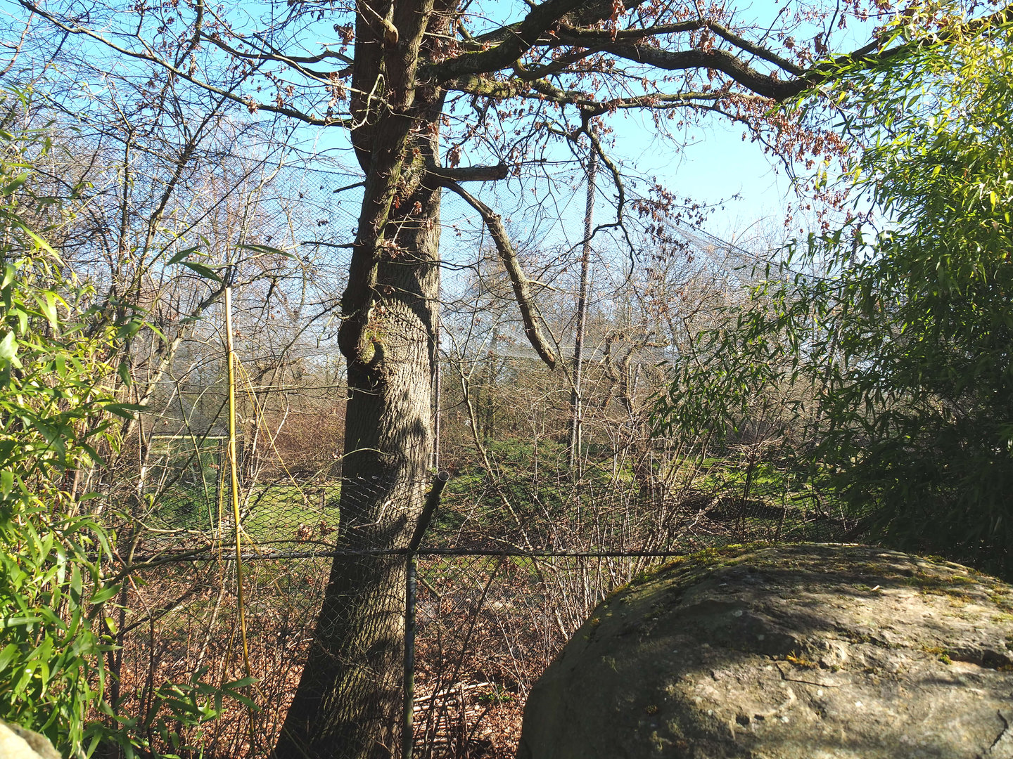 Snow leopard exhibit, seen from the side, 2022-03-08
