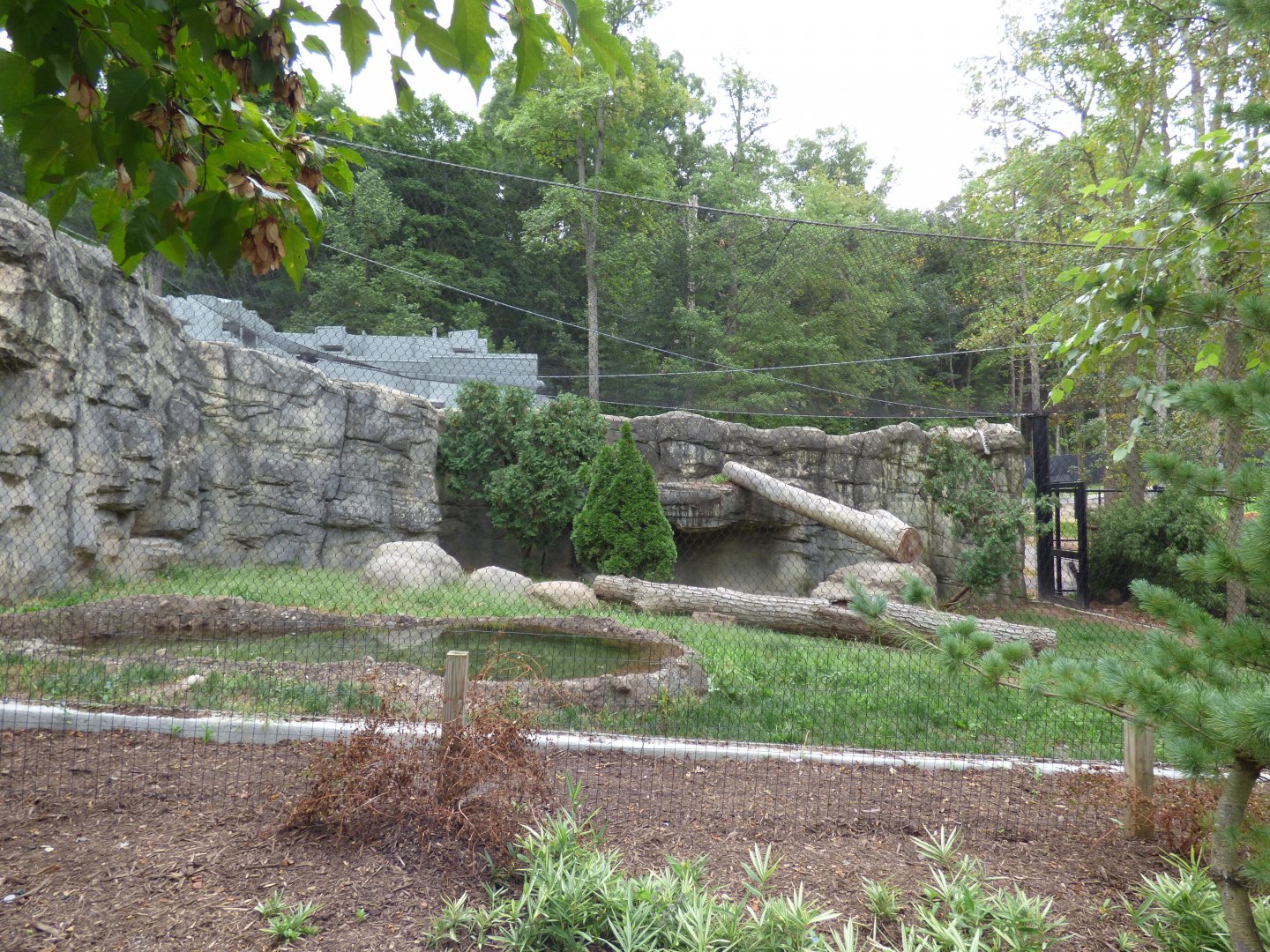 Snow Leopard Exhibit - Sept. 2018