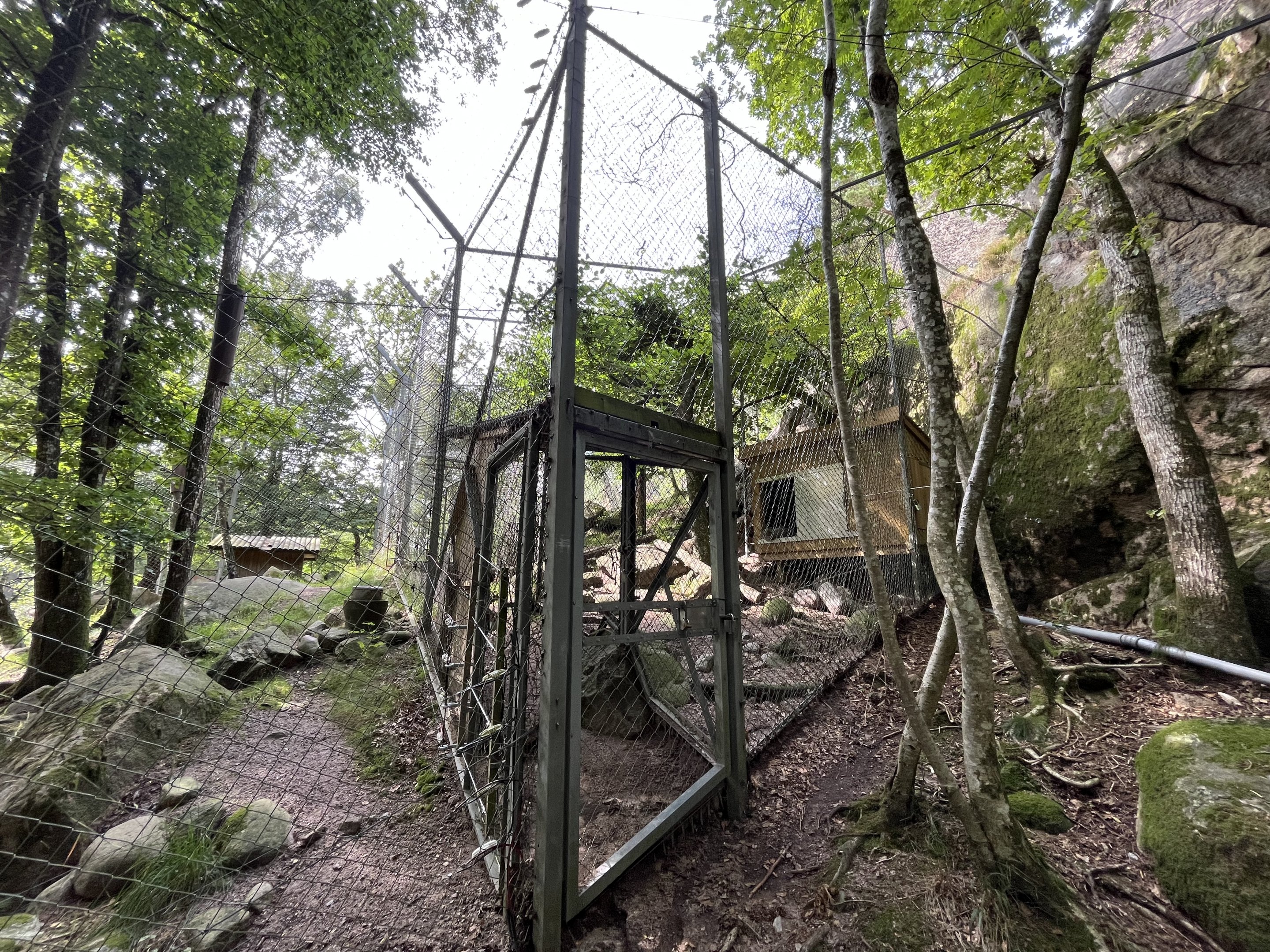 Snow Leopard Exhibit - side yard