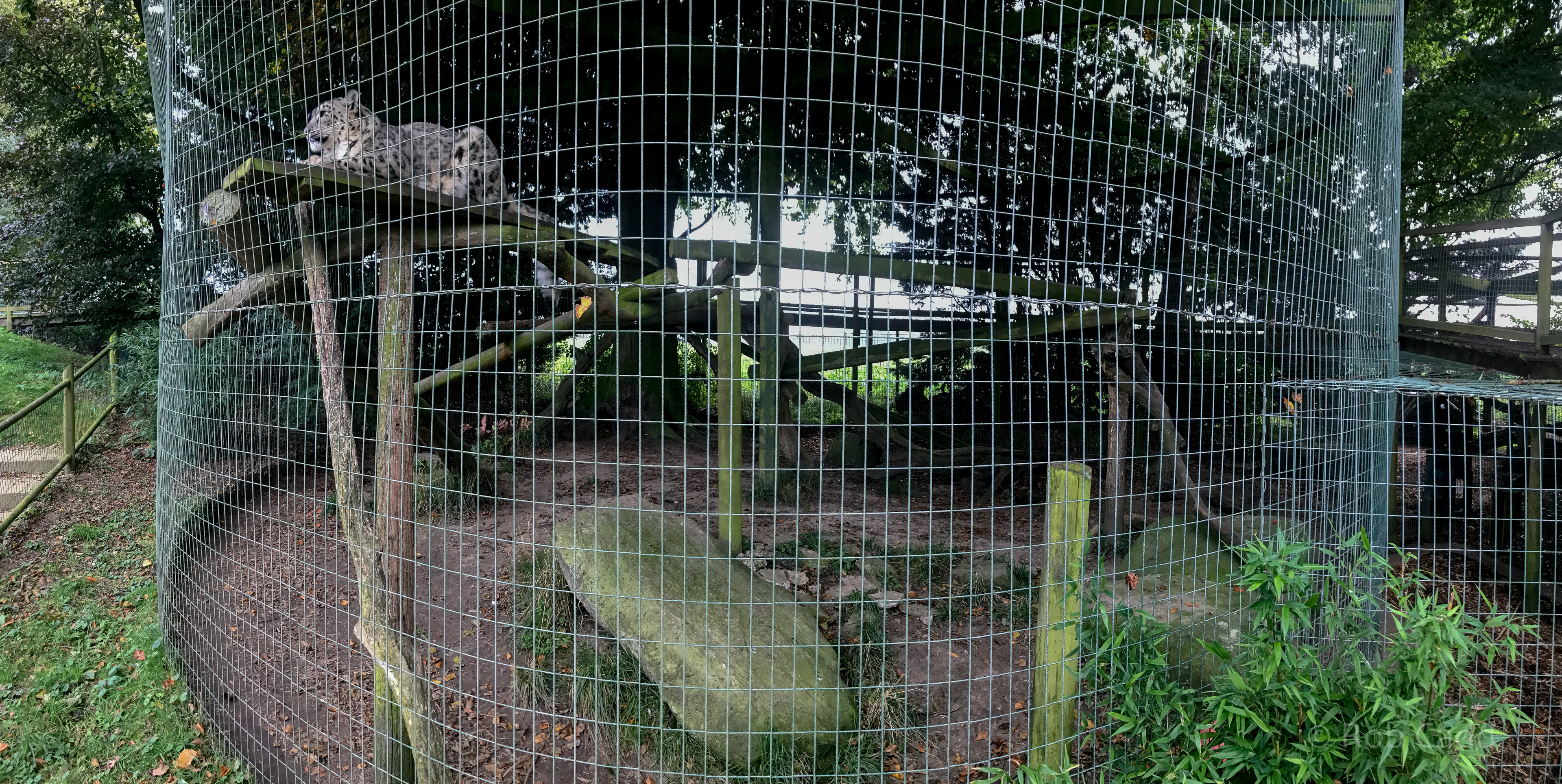 Snow leopard (exhibit) : Thrigby Hall : 26 Sep 2017