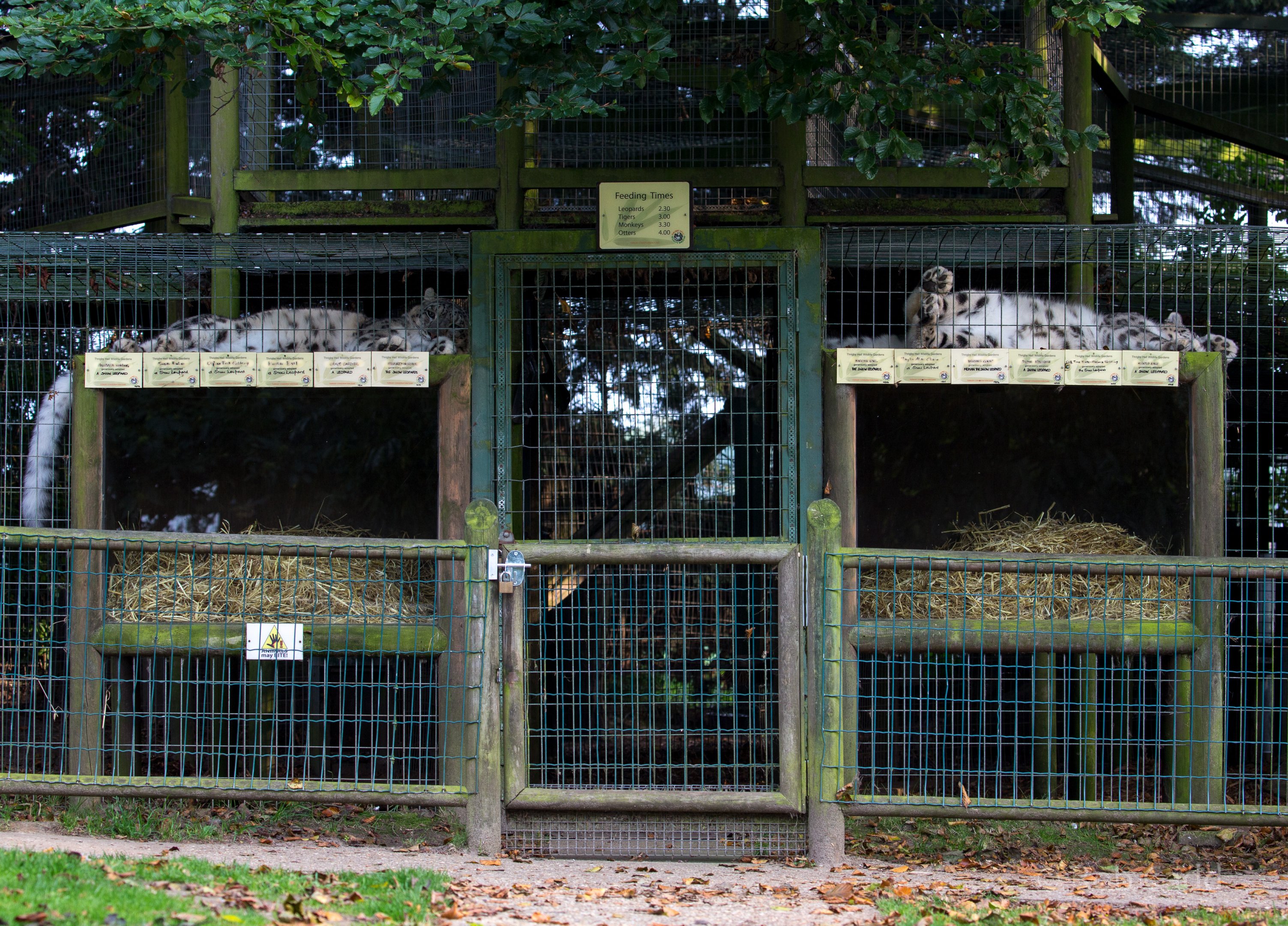 Snow leopard (exhibit) : Thrigby Hall : 26 Sep 2017