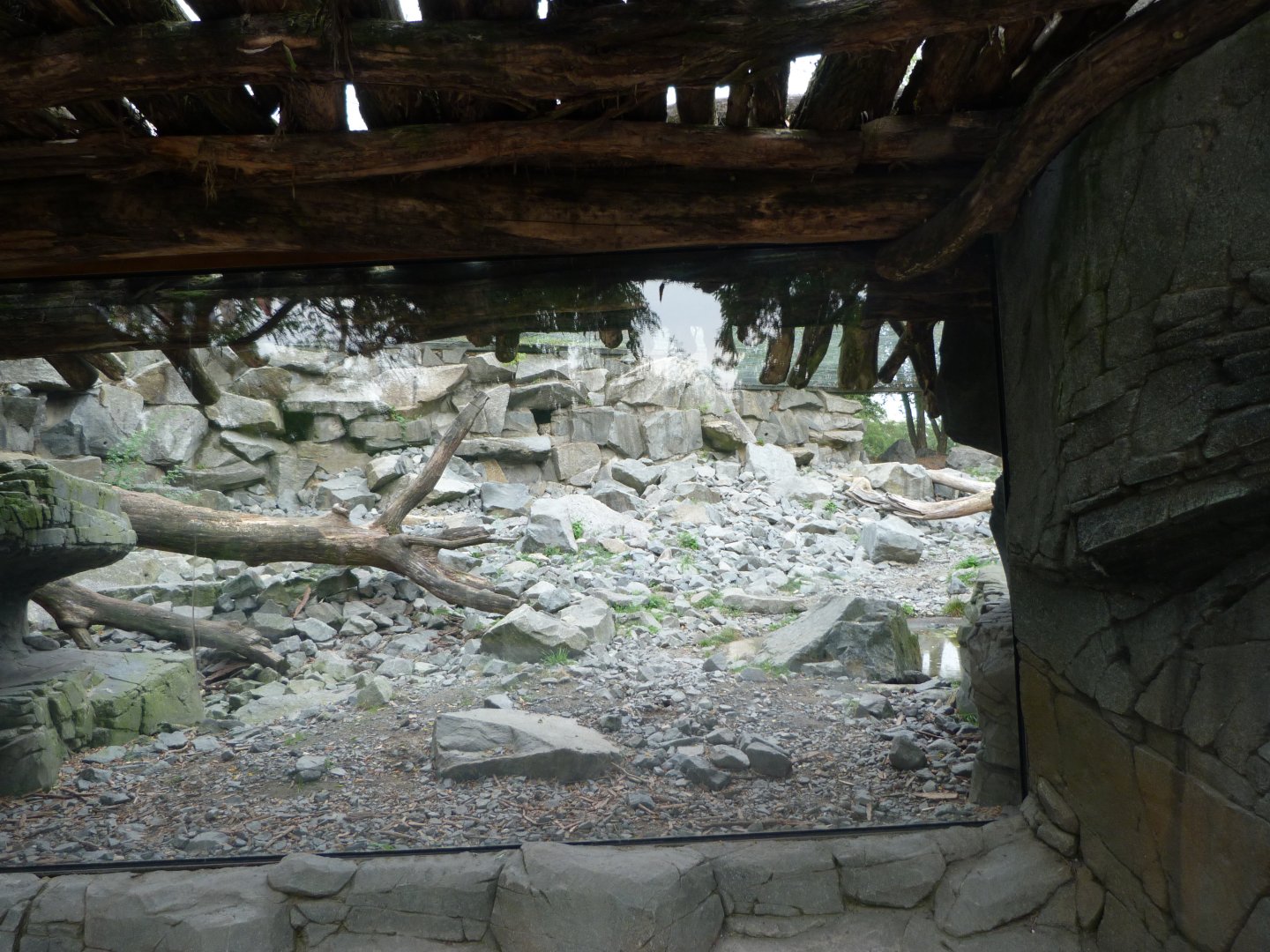 Snow leopard exhibit -Tierpark Berlin (2024)