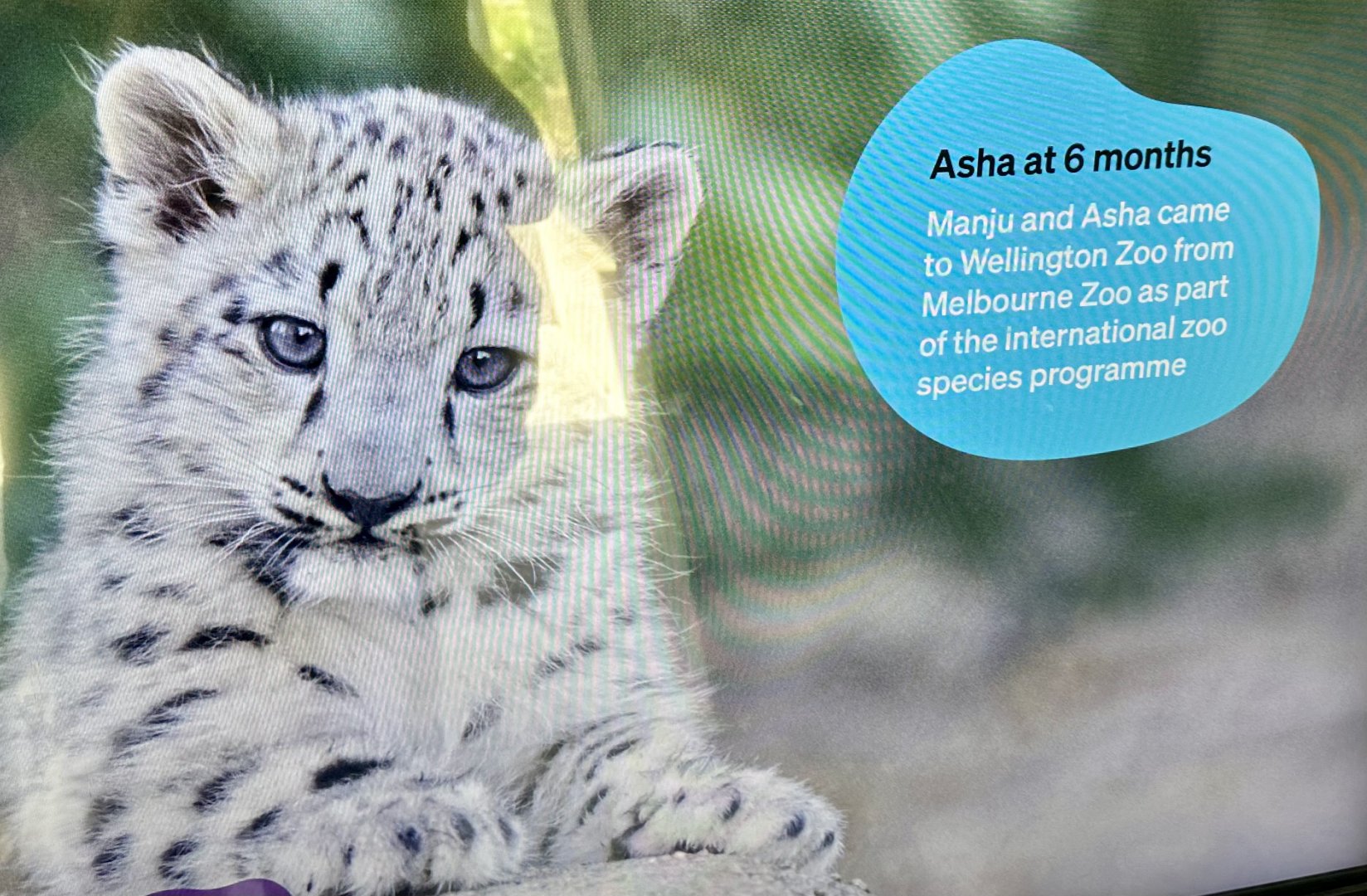 Snow Leopard Exhibit - TV Screen