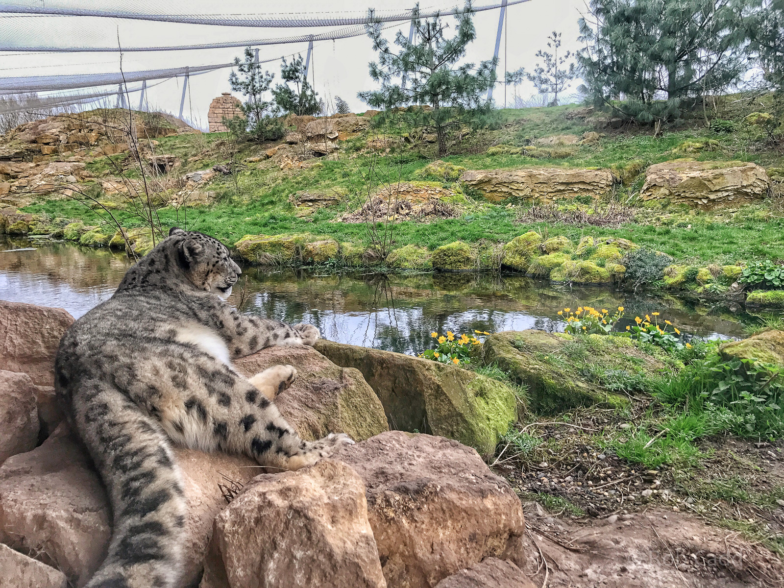 Snow leopard / exhibit : Twycross : 18 Mar 2017