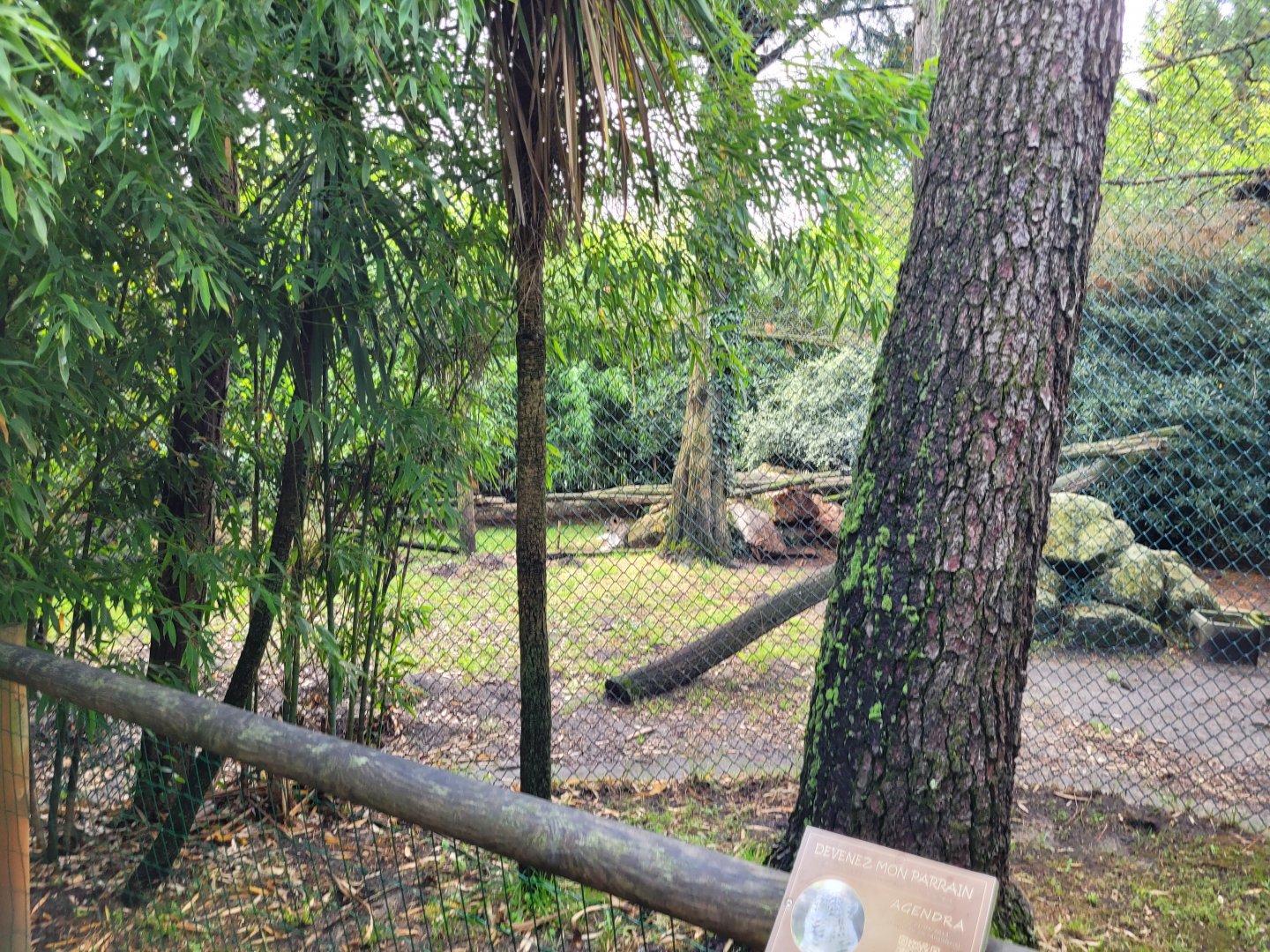 Snow leopard exhibit -Zoo du bassin d'Arcachon (2024)