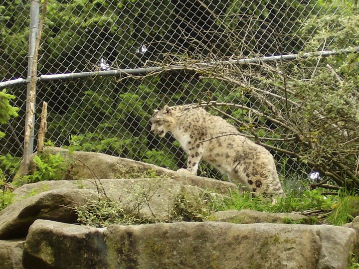 Snow Leopard Exhibit.