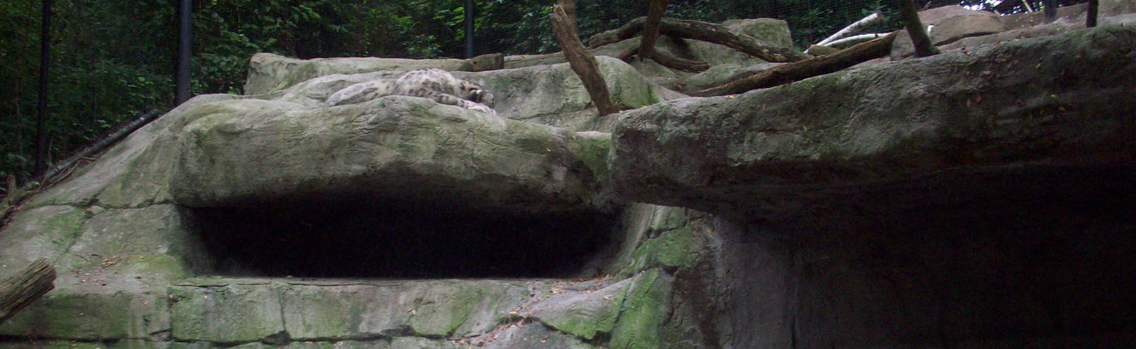 Snow Leopard Exhibit.