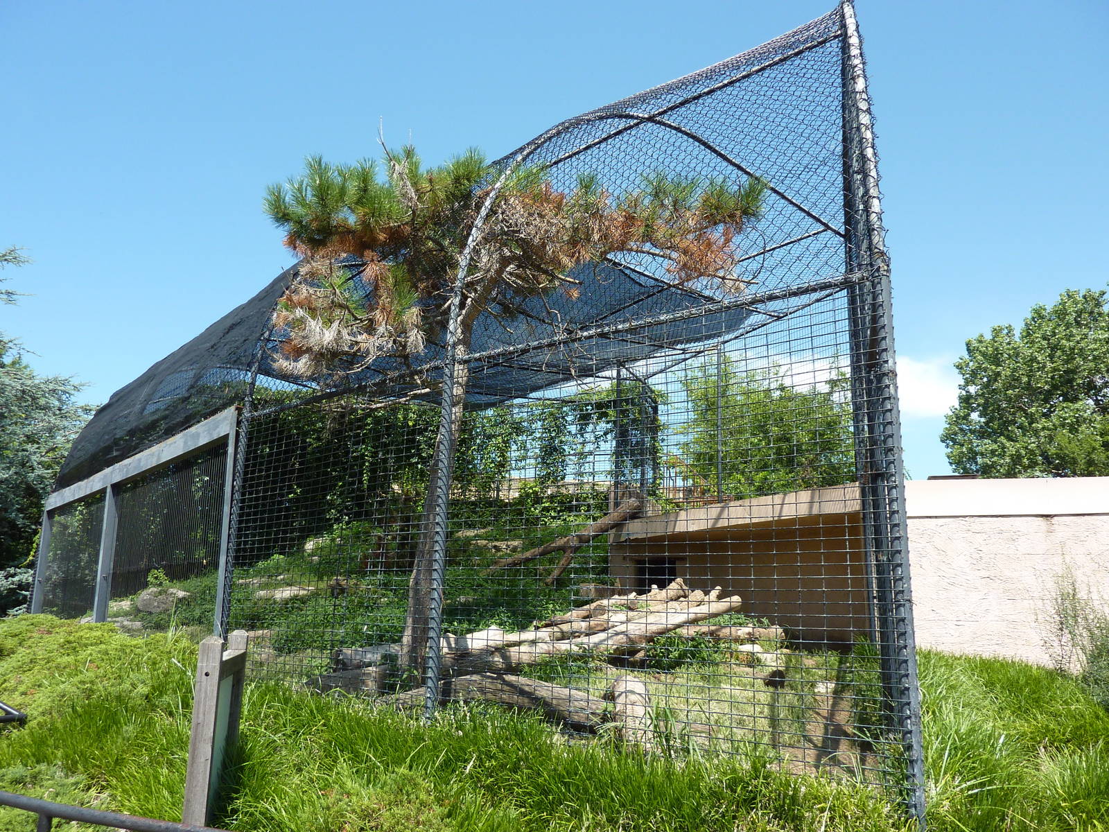 Snow Leopard Exhibit