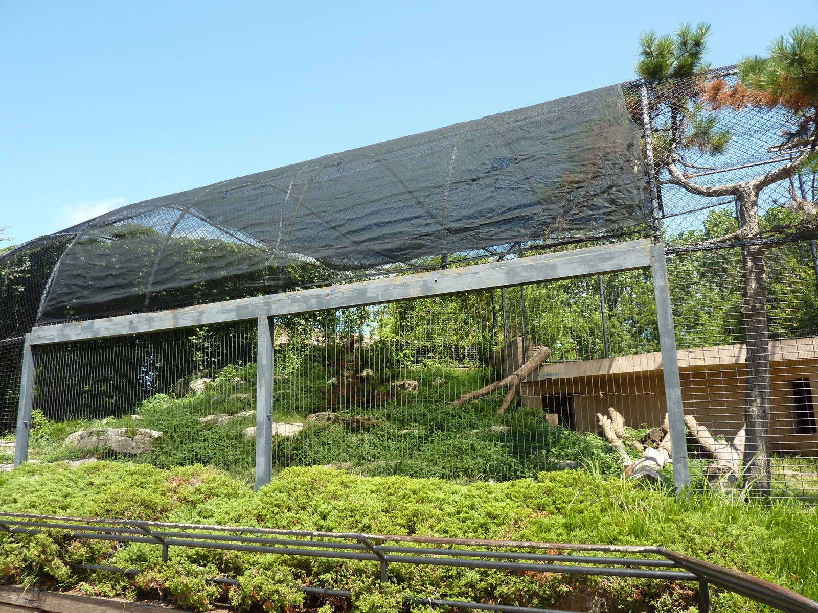 Snow Leopard Exhibit