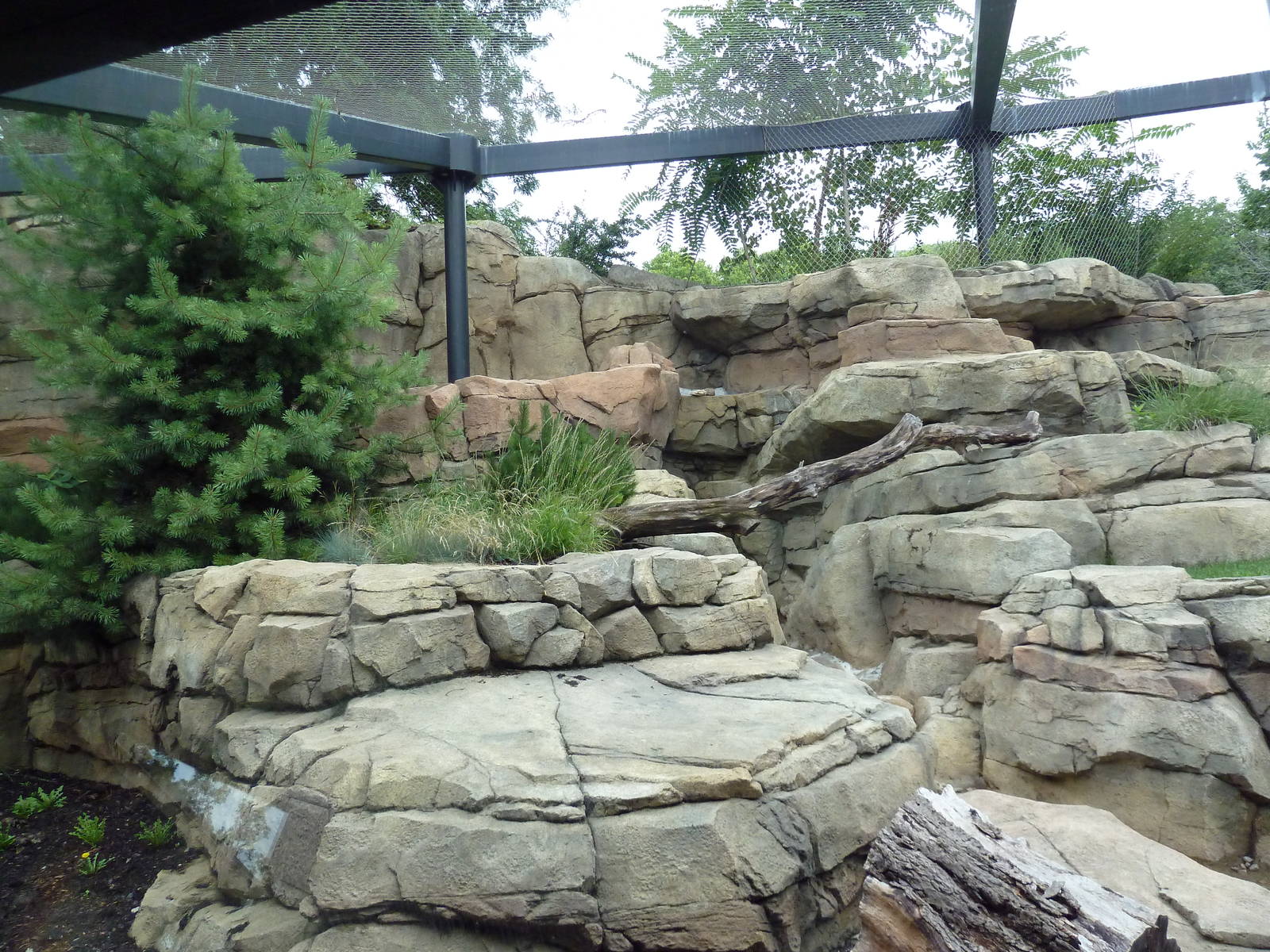 Snow Leopard Exhibit