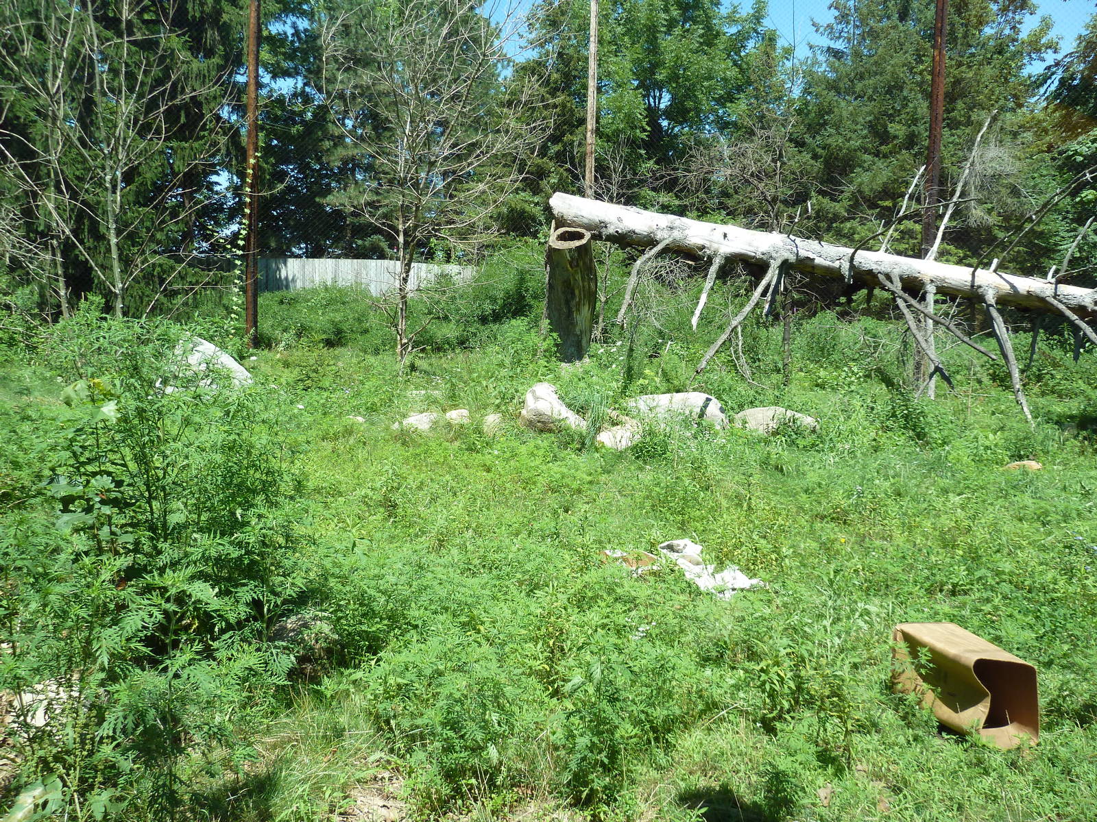 Snow Leopard Exhibit
