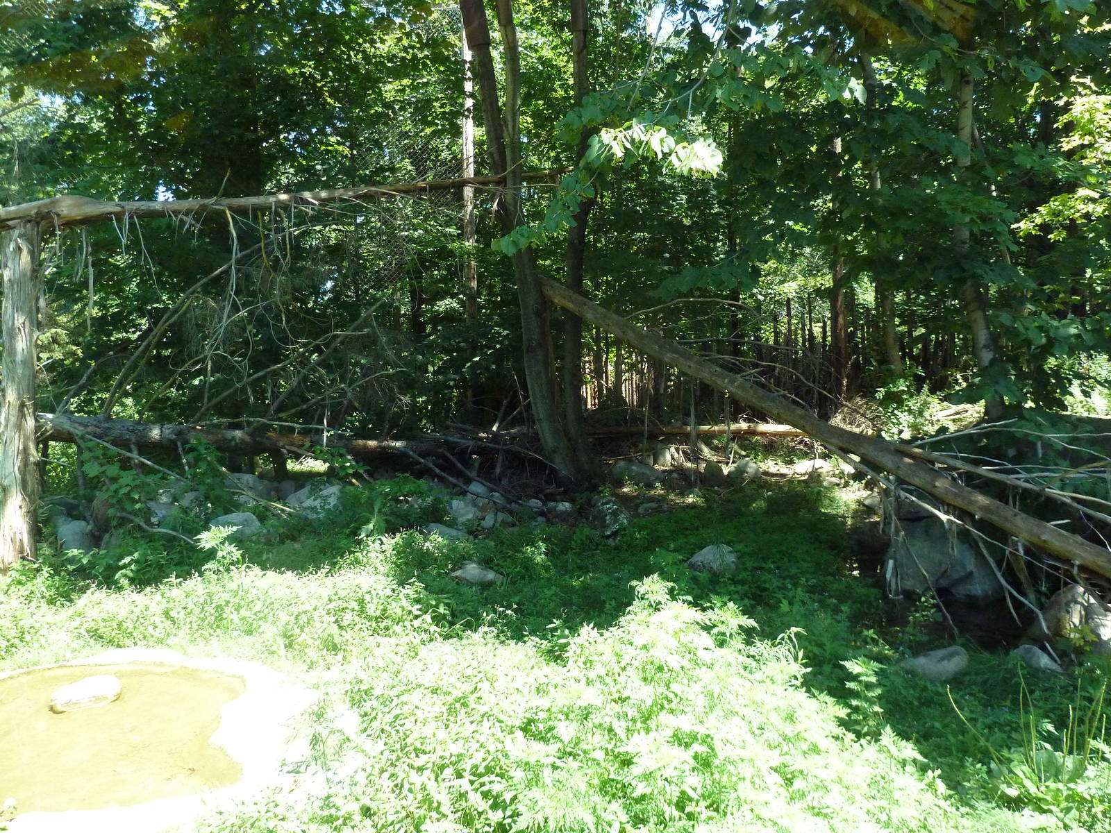 Snow Leopard Exhibit