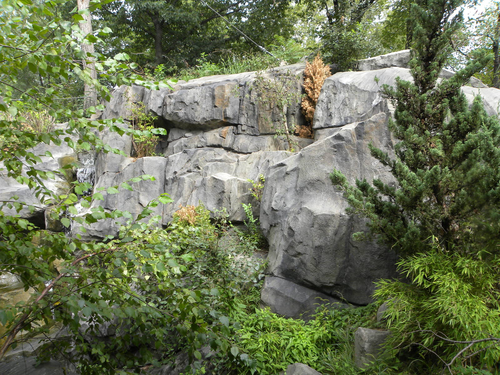 Snow Leopard Exhibit