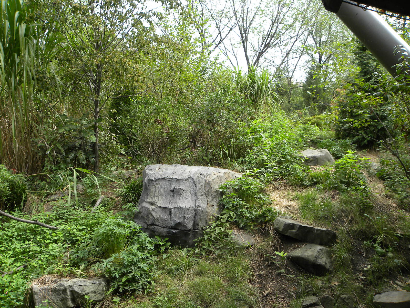 Snow Leopard Exhibit