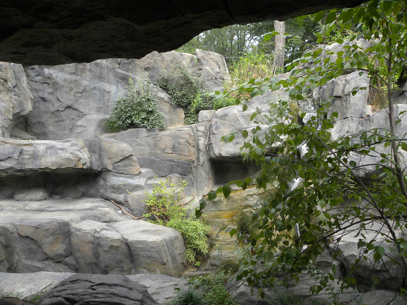 Snow Leopard Exhibit