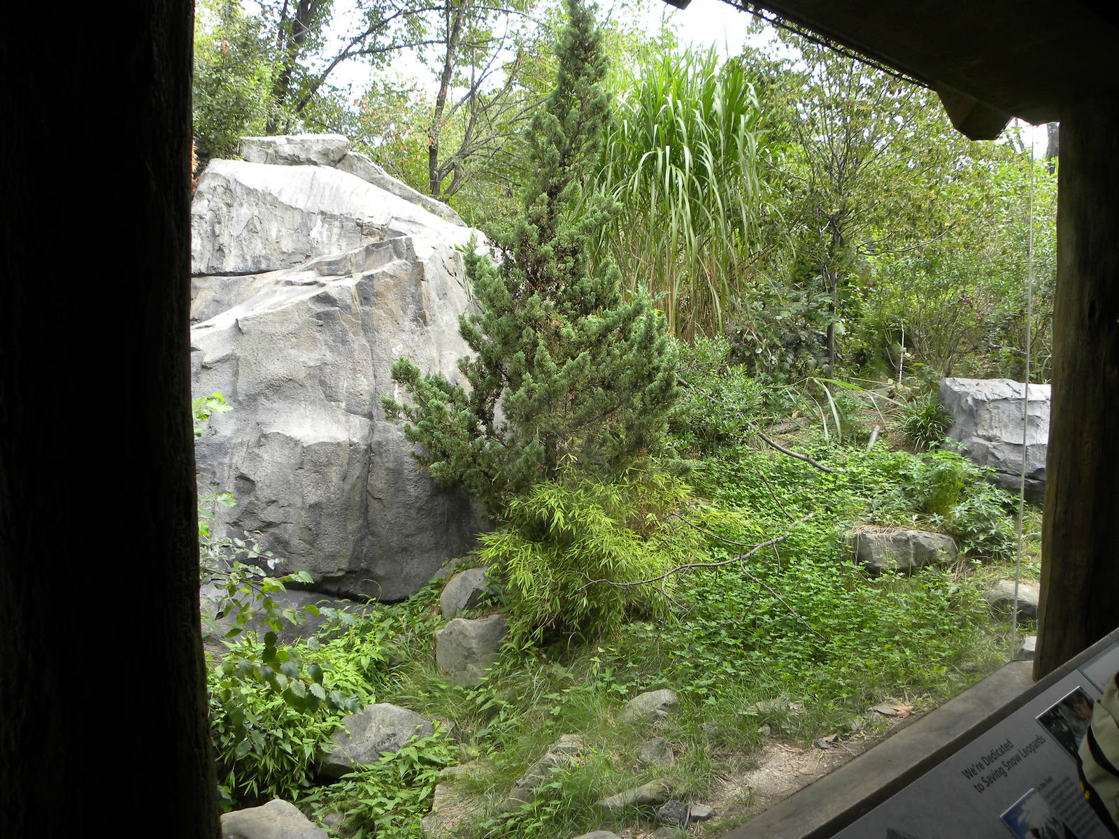 Snow Leopard Exhibit