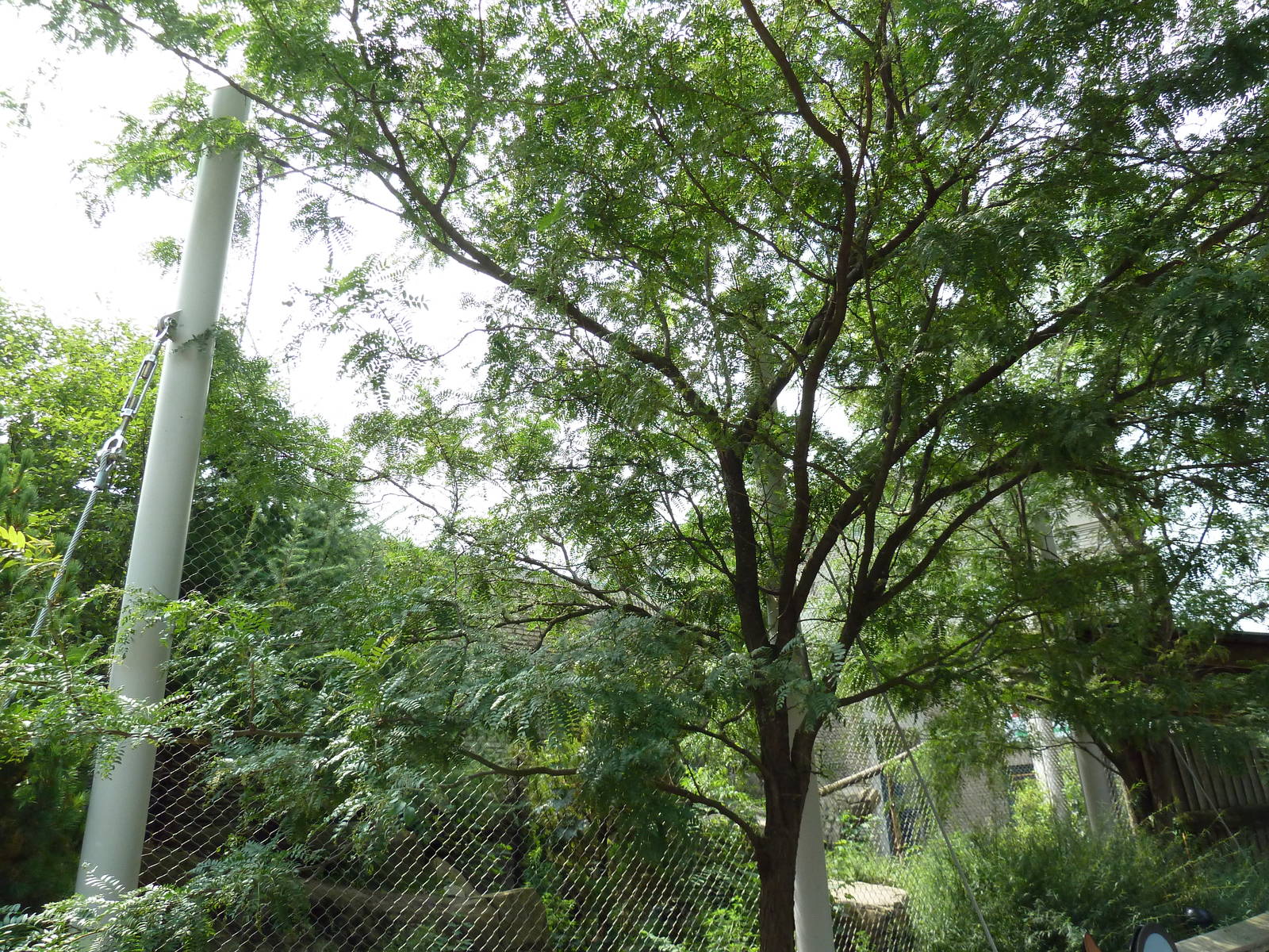 Snow Leopard Exhibit