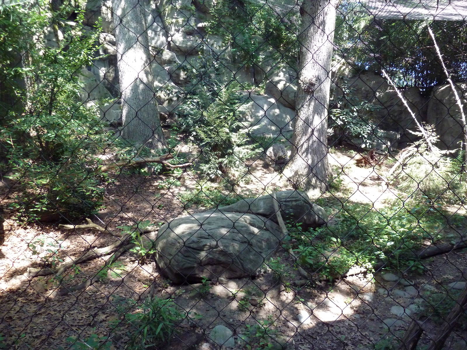 Snow Leopard Exhibit