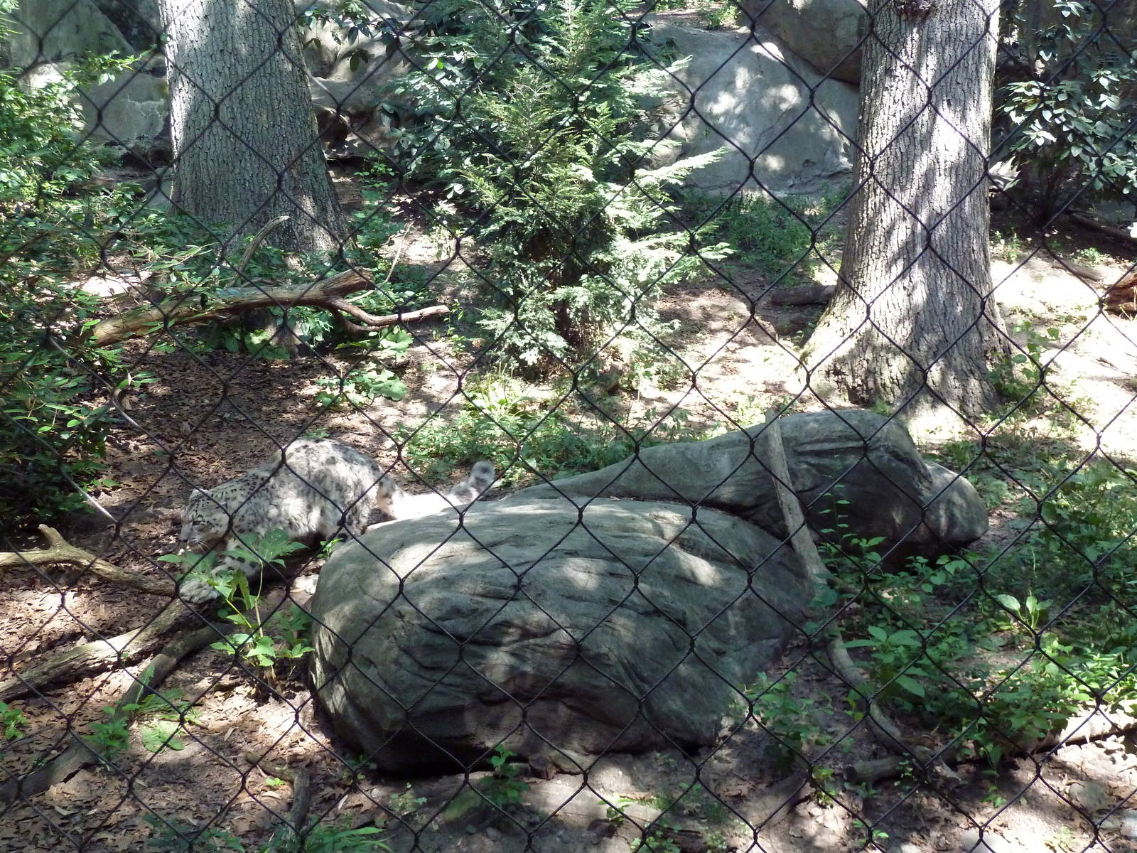 Snow Leopard Exhibit