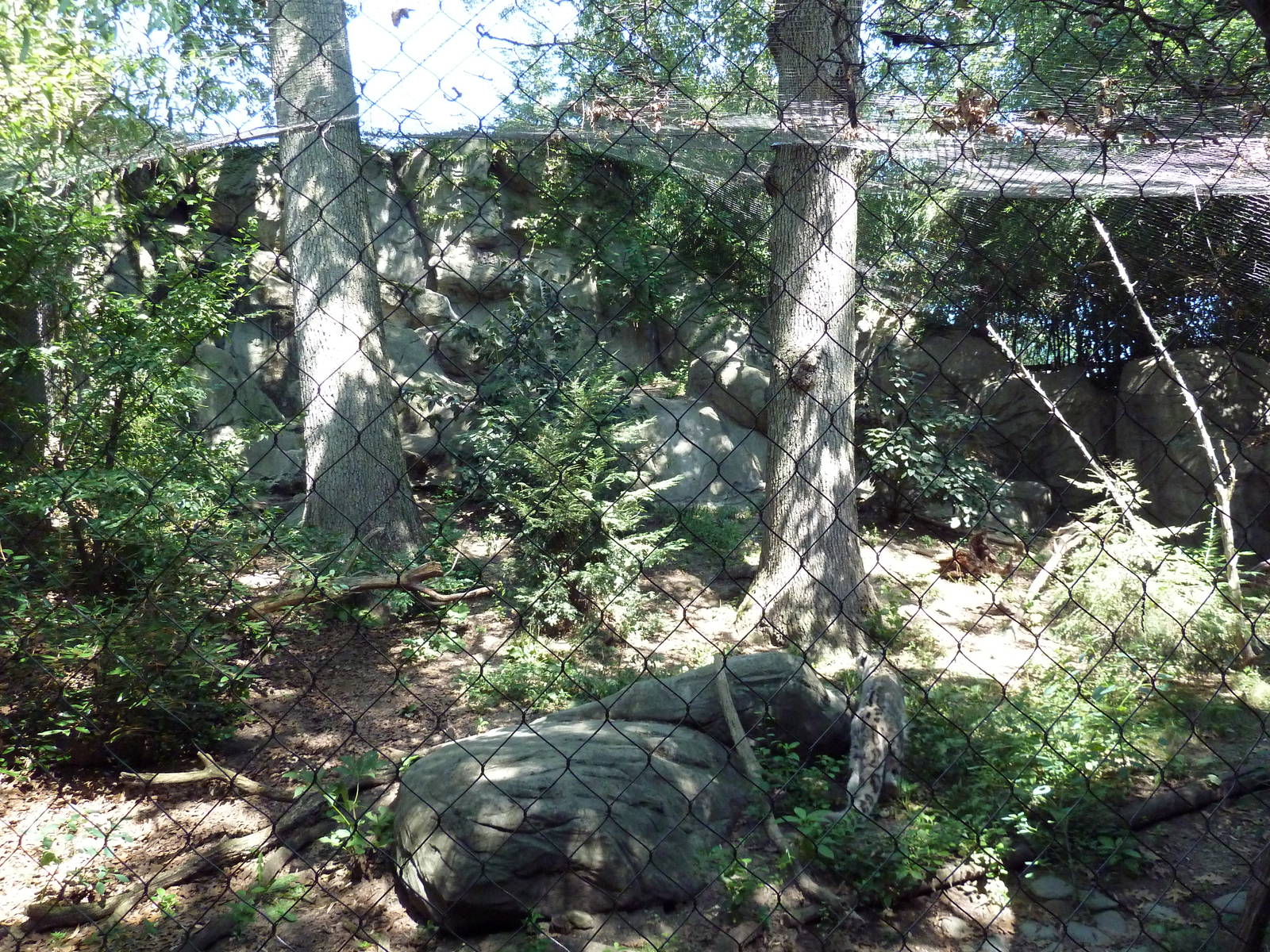 Snow Leopard Exhibit