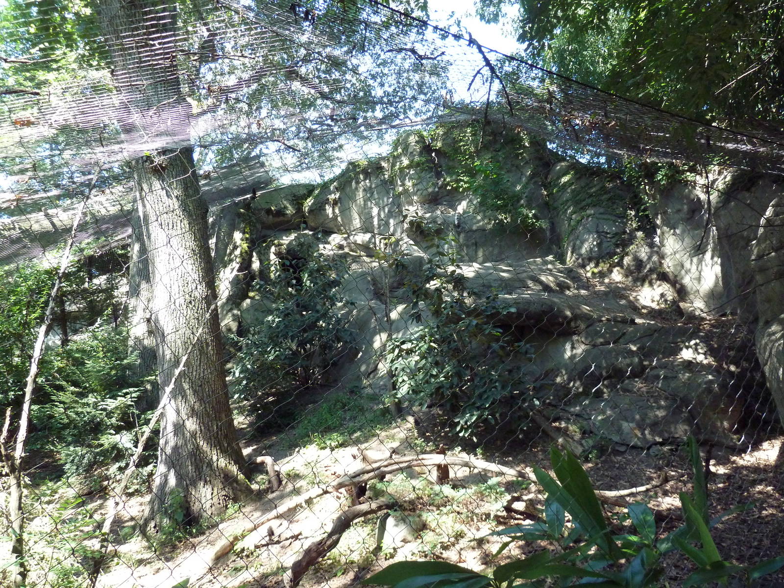 Snow Leopard Exhibit