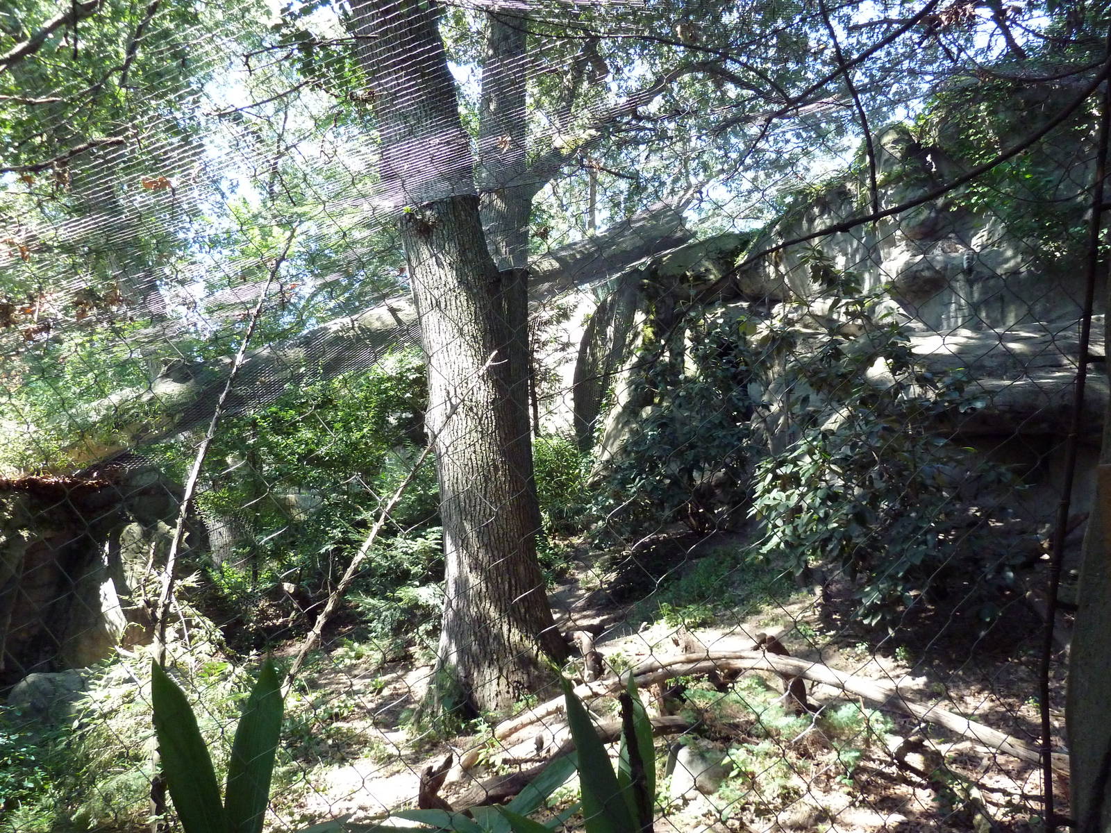 Snow Leopard Exhibit