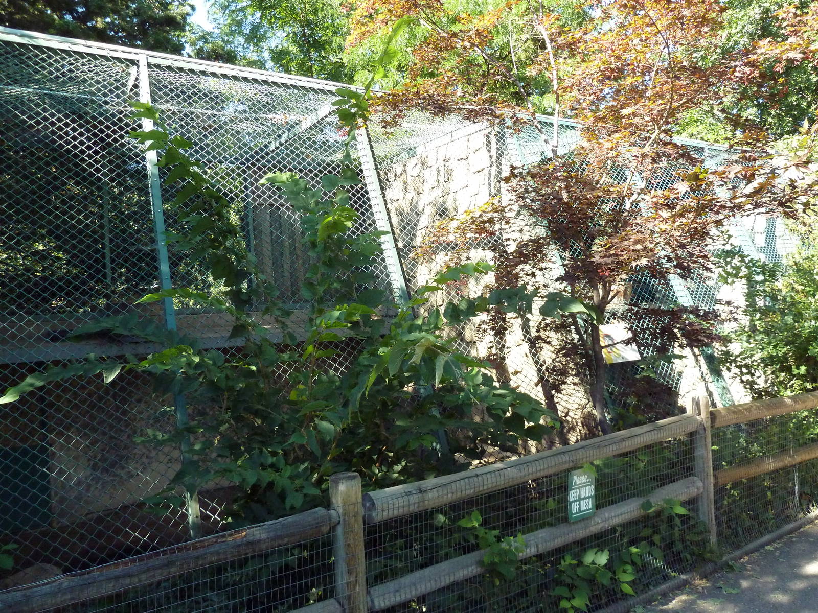 Snow Leopard Exhibit
