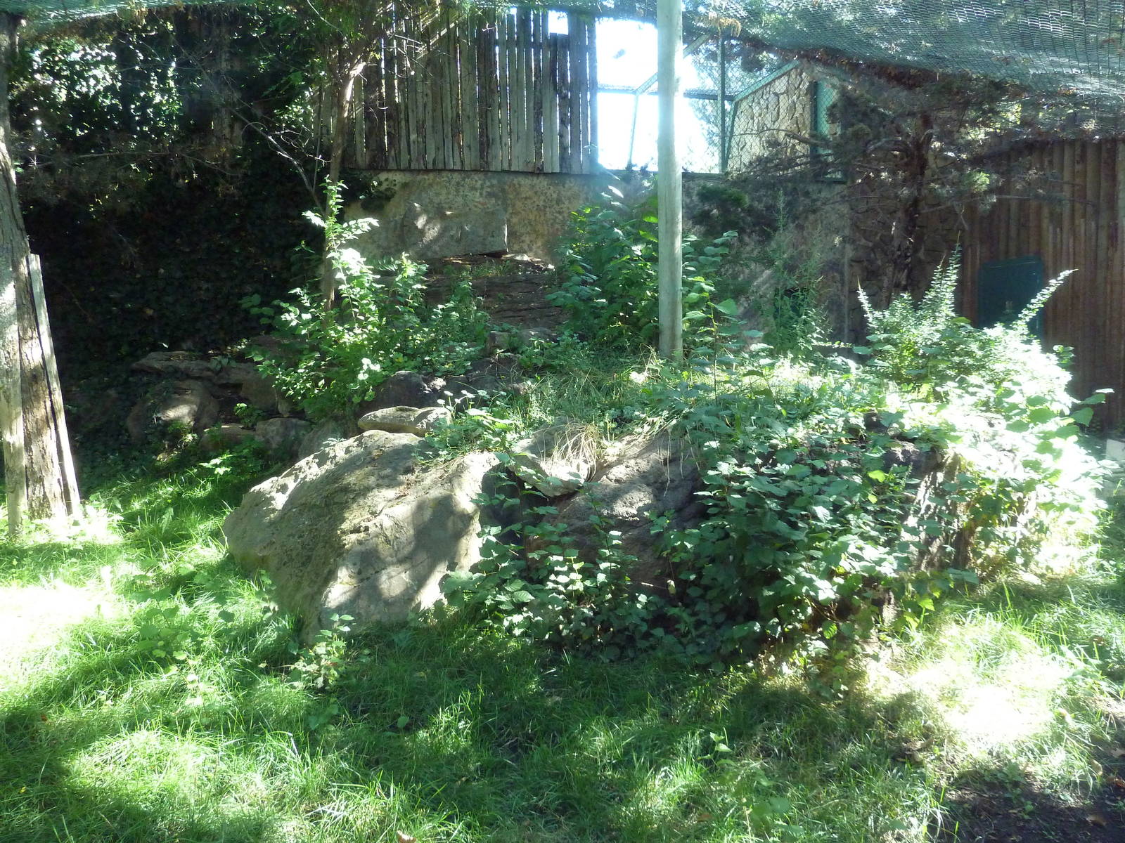 Snow Leopard Exhibit