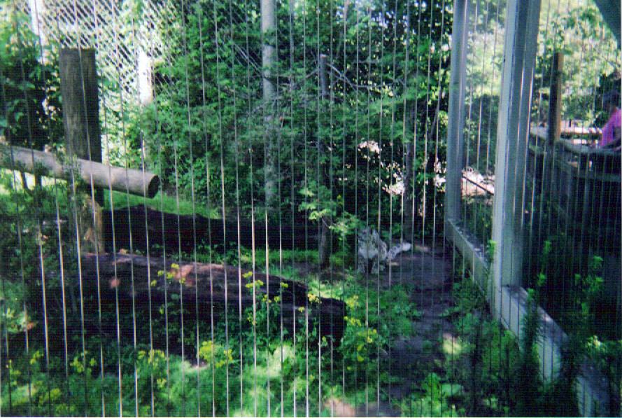 Snow Leopard Exhibit