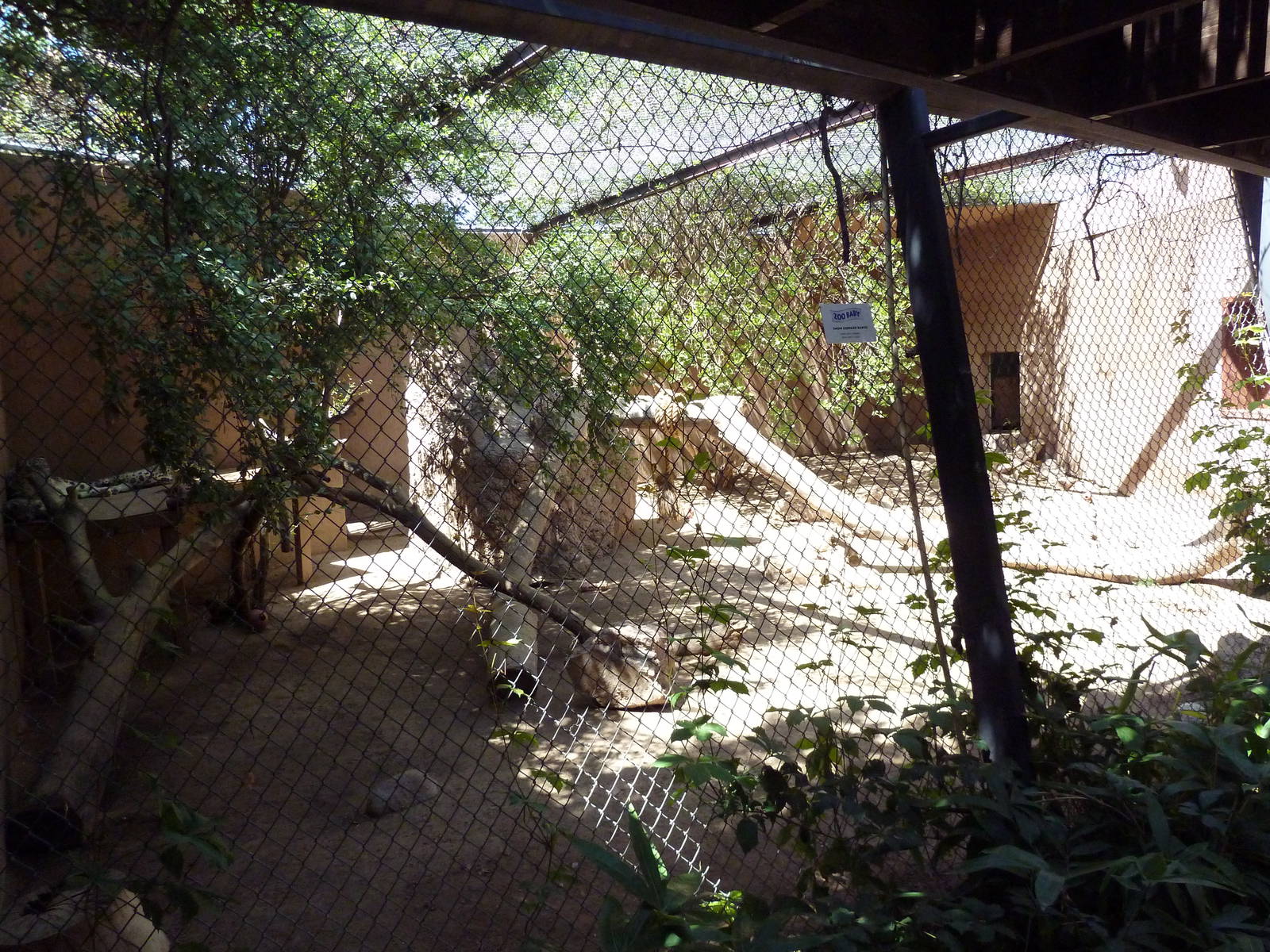 Snow Leopard Exhibit