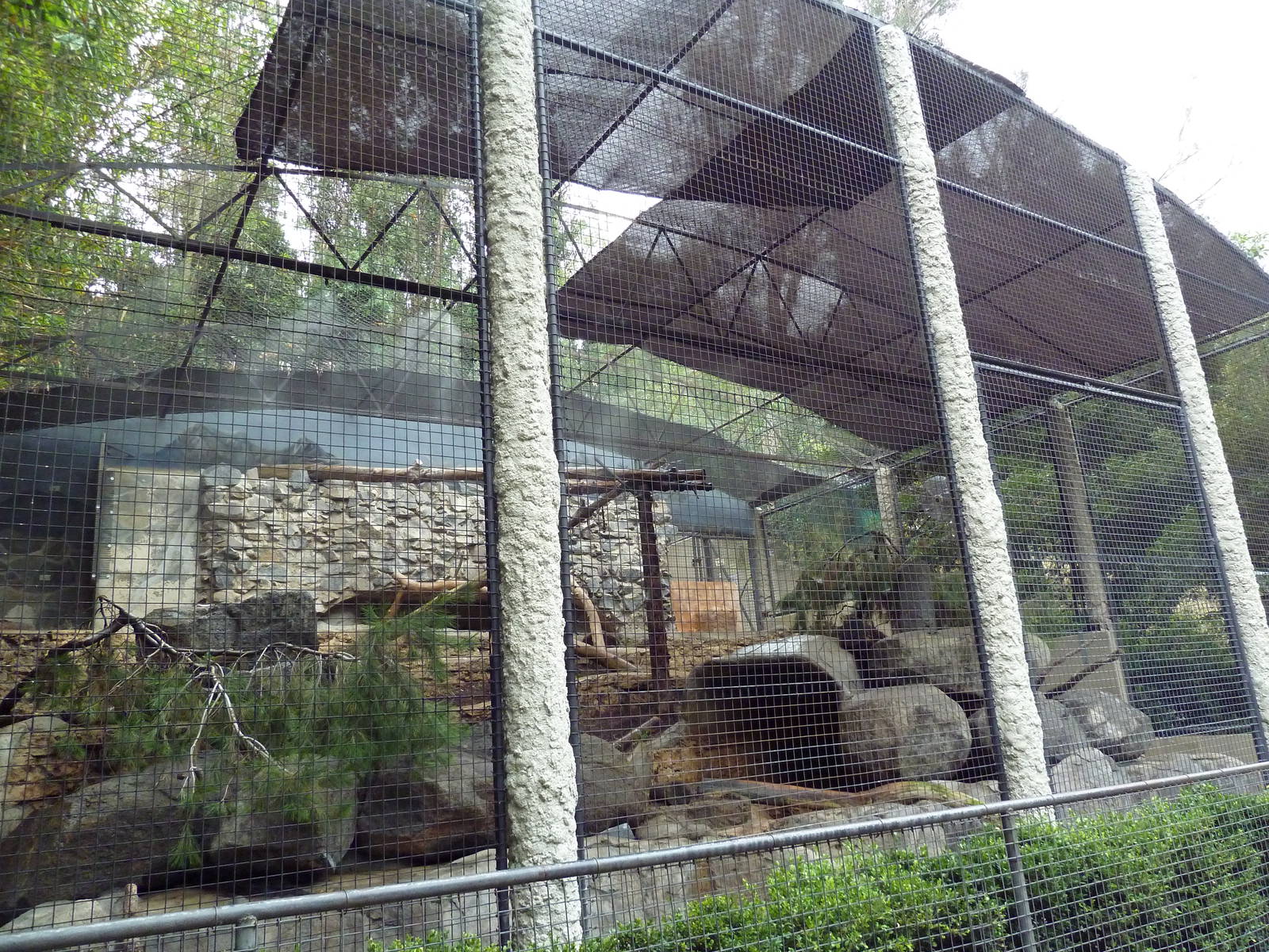 Snow Leopard Exhibit