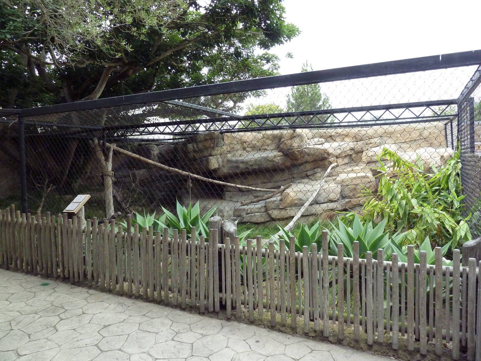 Snow Leopard Exhibit