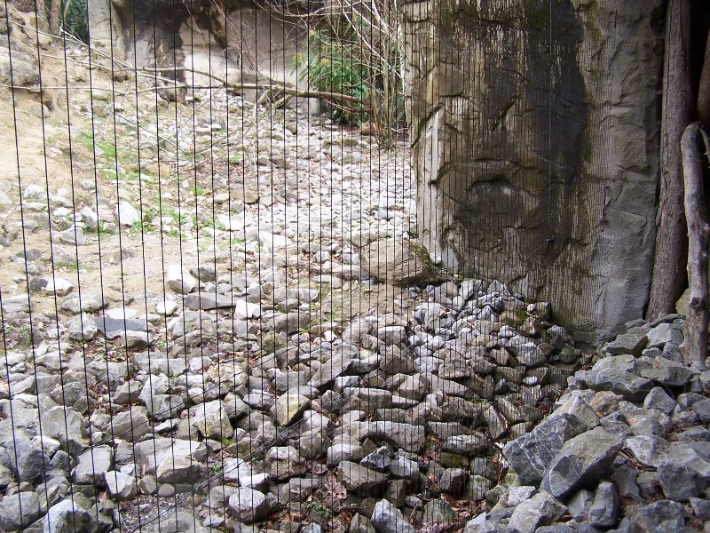 snow leopard Exhibit
