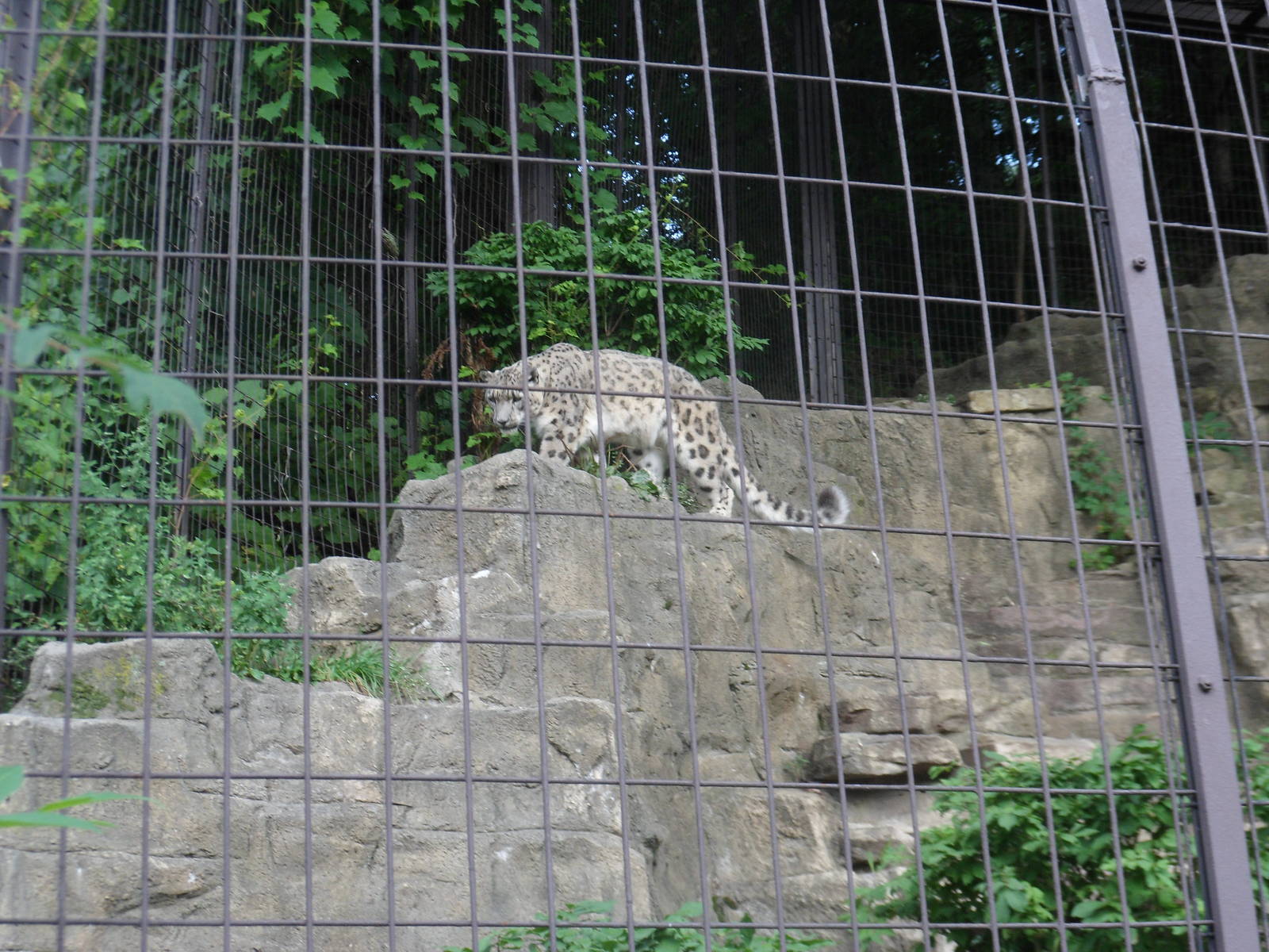 Snow Leopard Exhibit