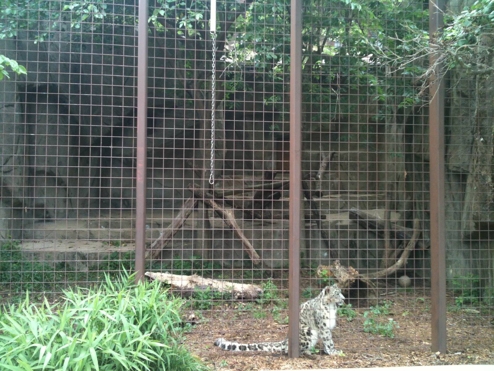 Snow Leopard Exhibit