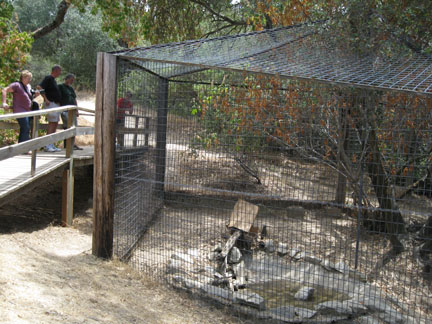 snow leopard exhibit