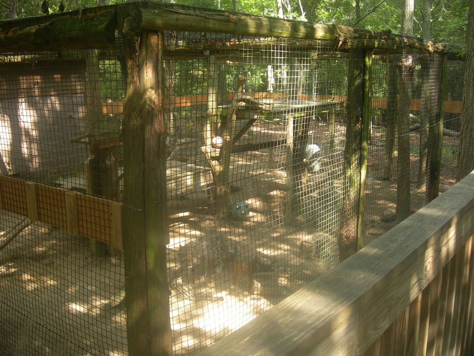Snow Leopard Exhibit