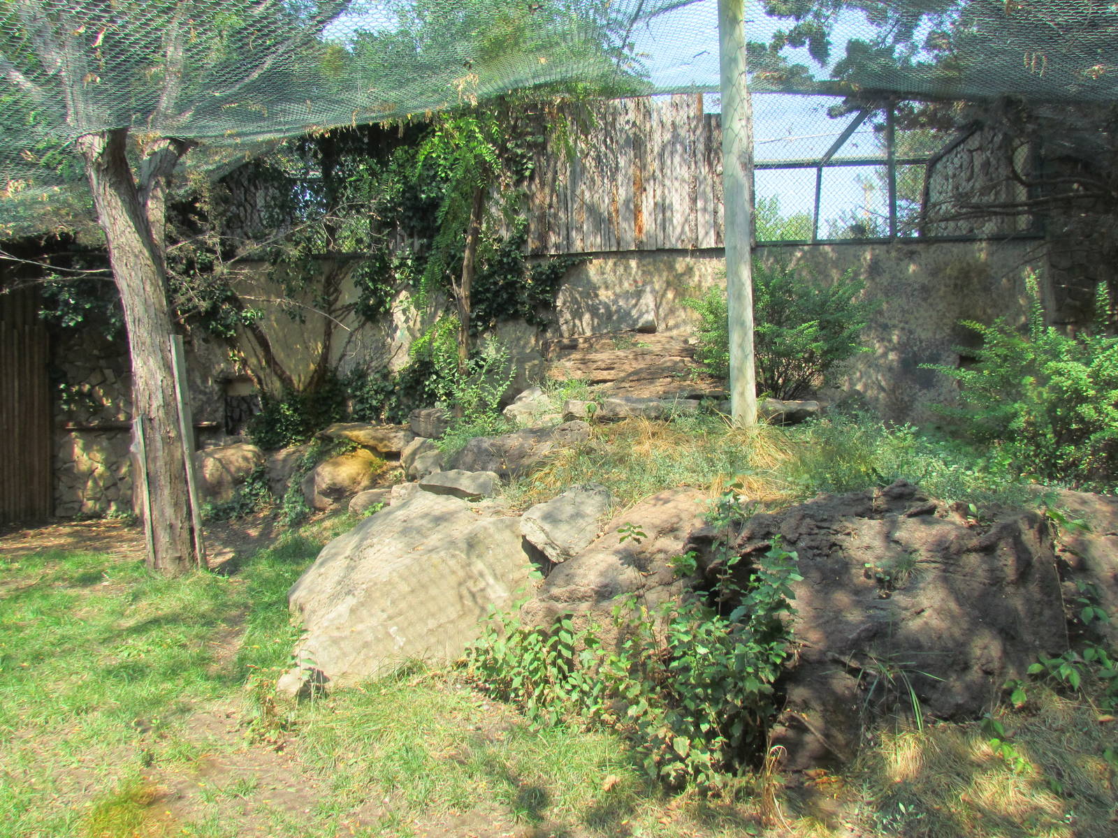 Snow Leopard Exhibit