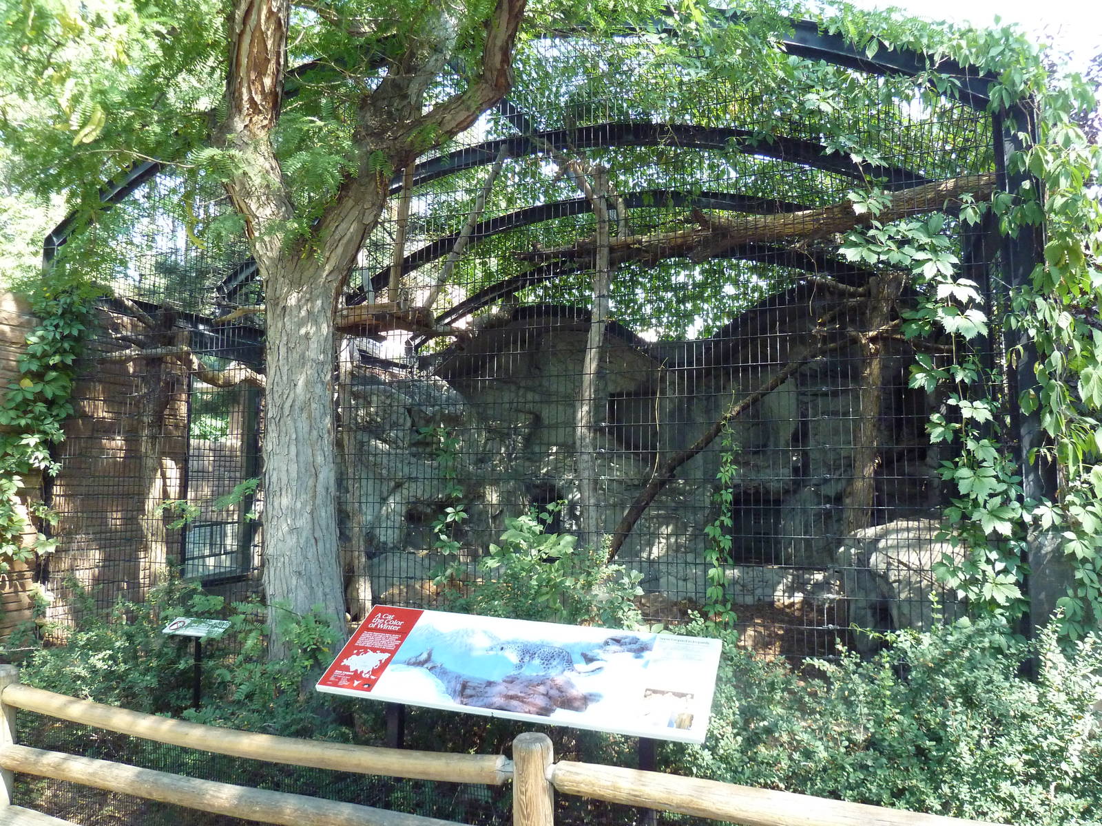 Snow Leopard Exhibit