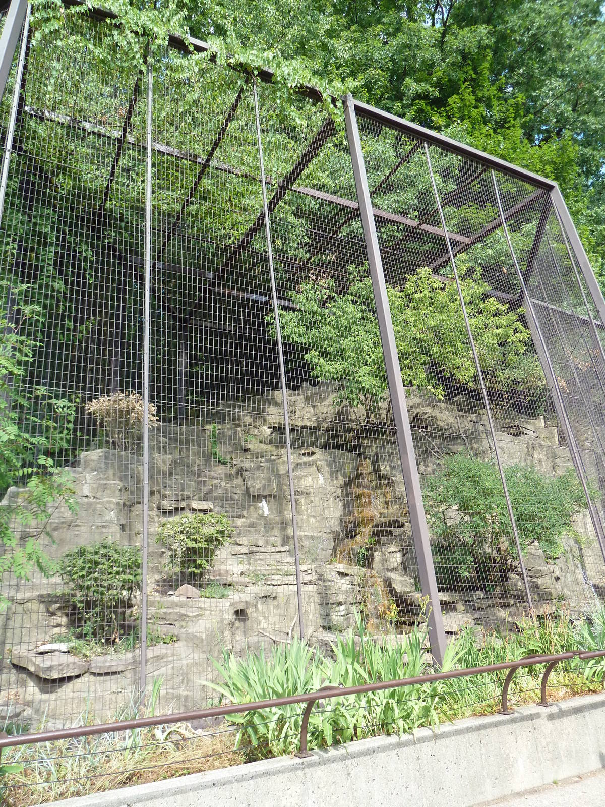 Snow Leopard Exhibit